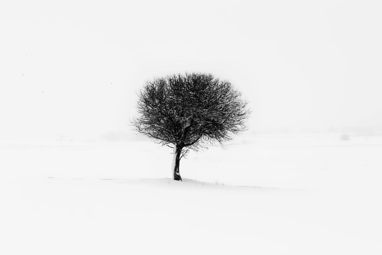Tamron SP 24-70mm F2.8 Di VC USD sample photo. Tree, minimal, nature photography