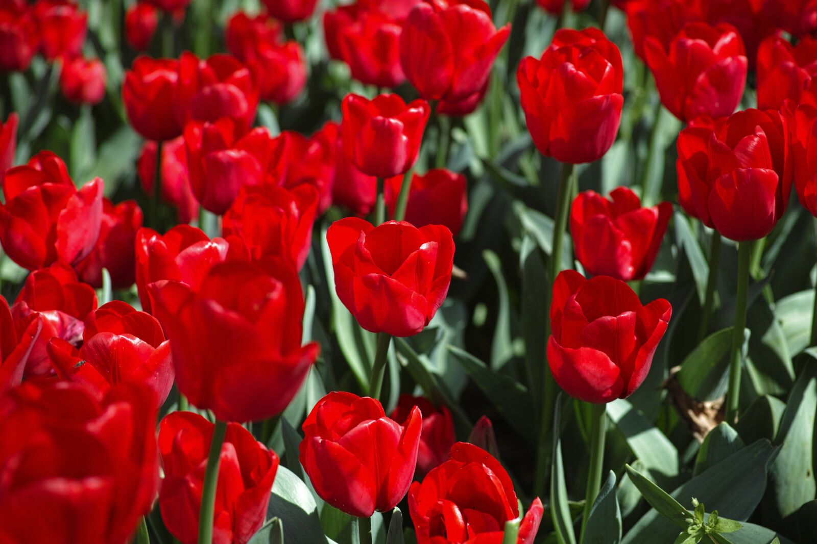 Sigma DP3 Merrill sample photo. Tulips, flower, vivid color photography