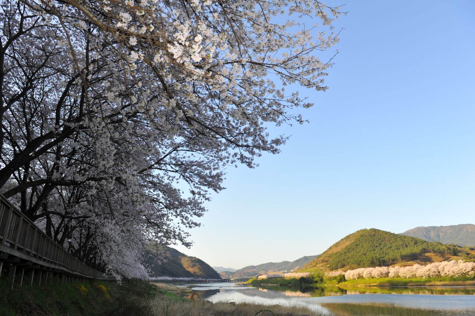 Nikon D3S sample photo. Spring, seomjin, cherry enjoy photography