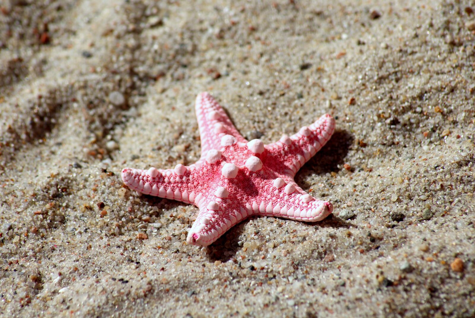 Canon EOS 1200D (EOS Rebel T5 / EOS Kiss X70 / EOS Hi) sample photo. Starfish, seashell, sand photography