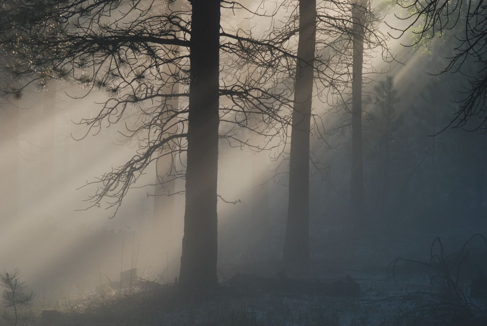 Nikon D80 sample photo. Light, mist, fog photography