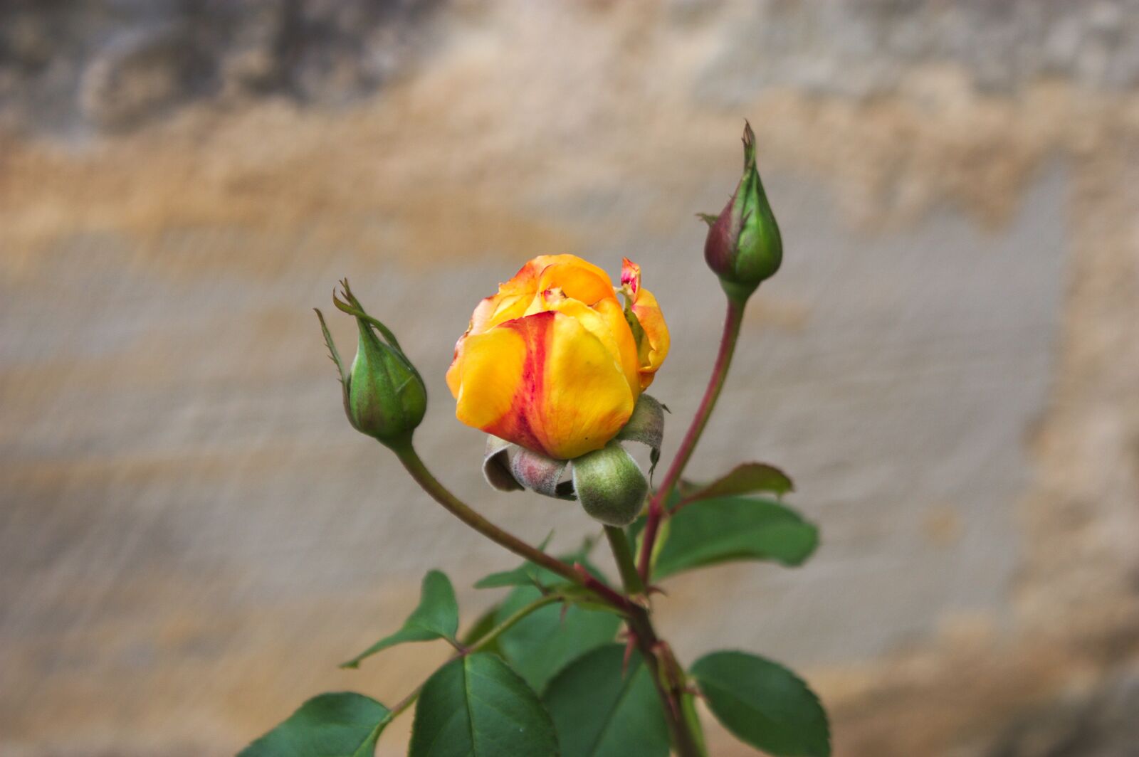 Canon EOS 450D (EOS Rebel XSi / EOS Kiss X2) sample photo. Flower, nature, leaf photography