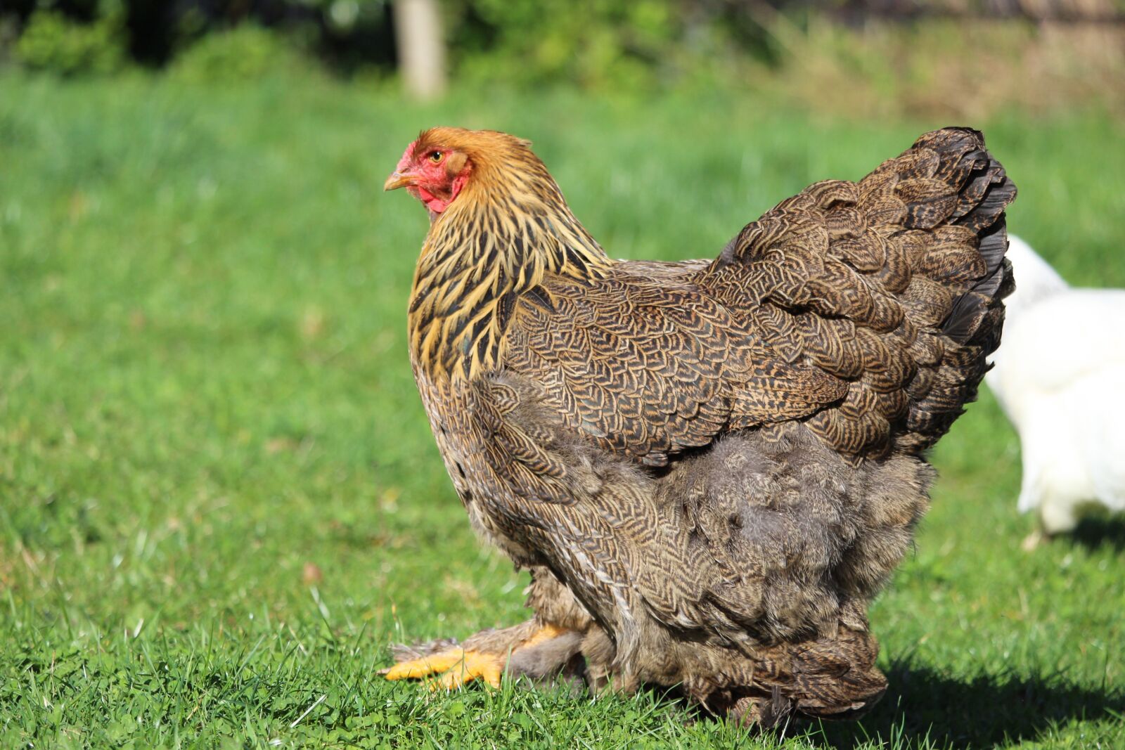 Canon EOS 1200D (EOS Rebel T5 / EOS Kiss X70 / EOS Hi) sample photo. Hen brahma, hen, brahma photography