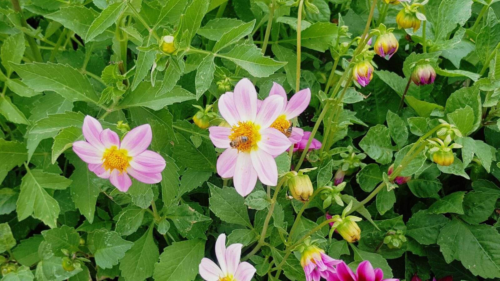 Samsung Galaxy Note5 sample photo. Bee, garde, leafs, pink photography