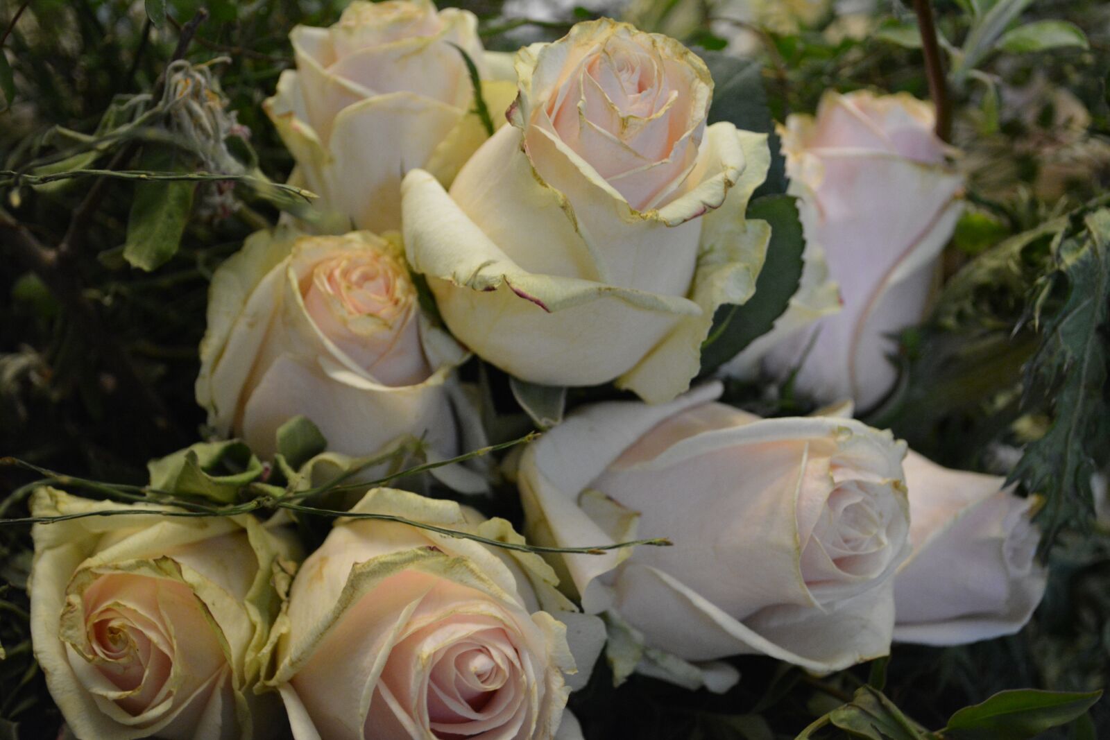 Nikon D5200 sample photo. Roses, flowers, bloom photography