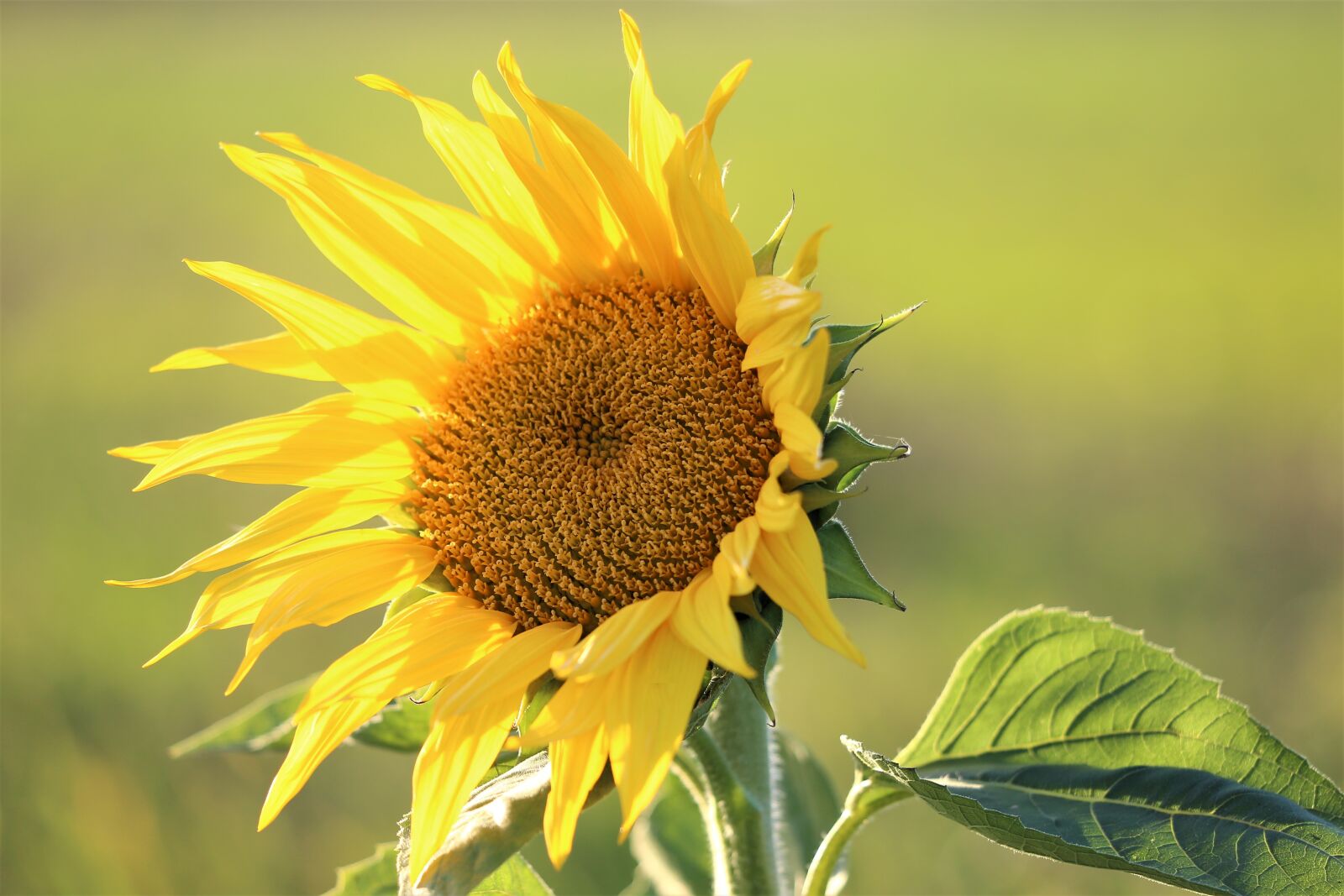 Canon EF 70-300 F4-5.6 IS II USM sample photo. Sunflower, plant, flower photography