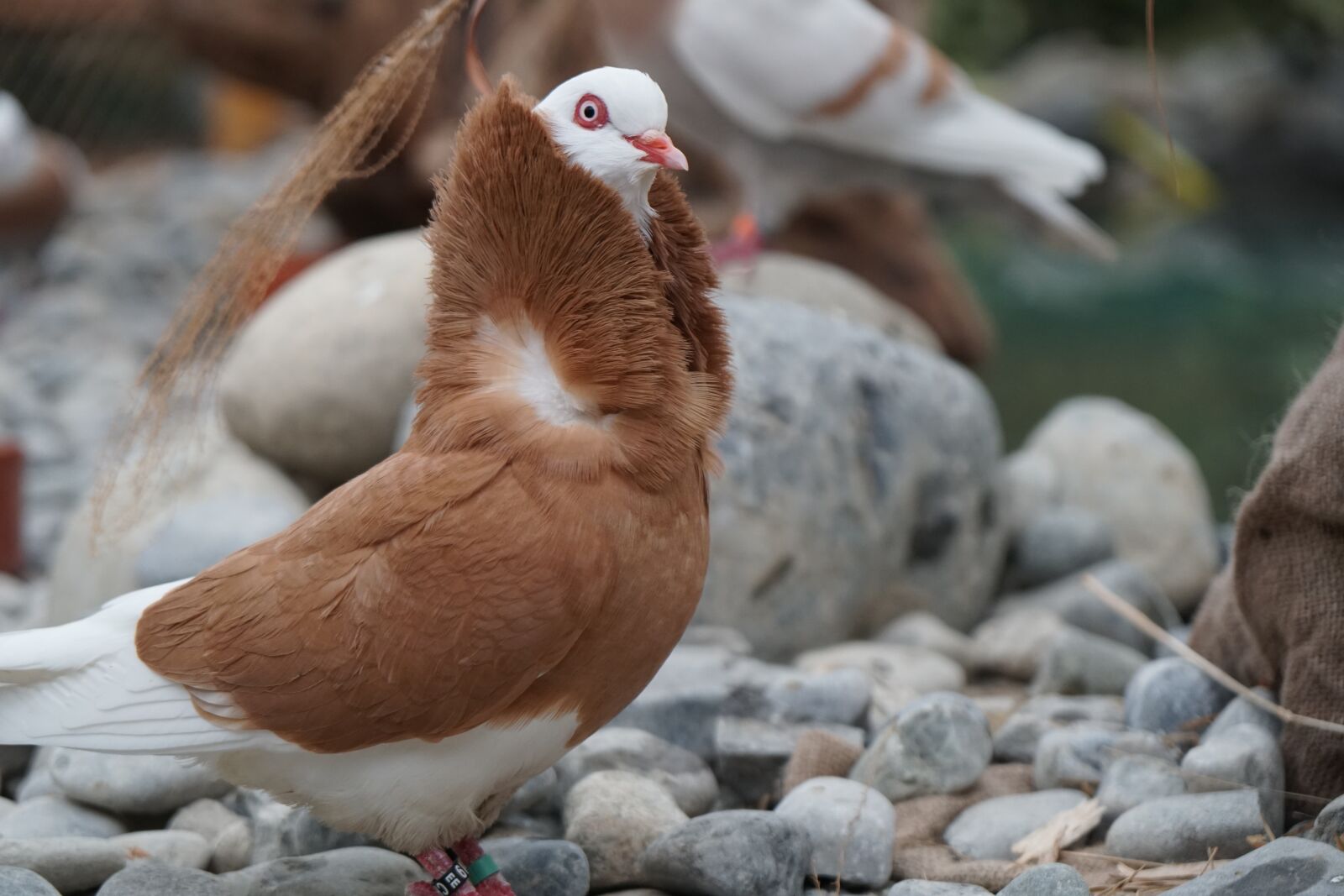 Sony a6500 + Sony Vario-Tessar T* E 16-70mm F4 ZA OSS sample photo. Dove, bird, nature photography