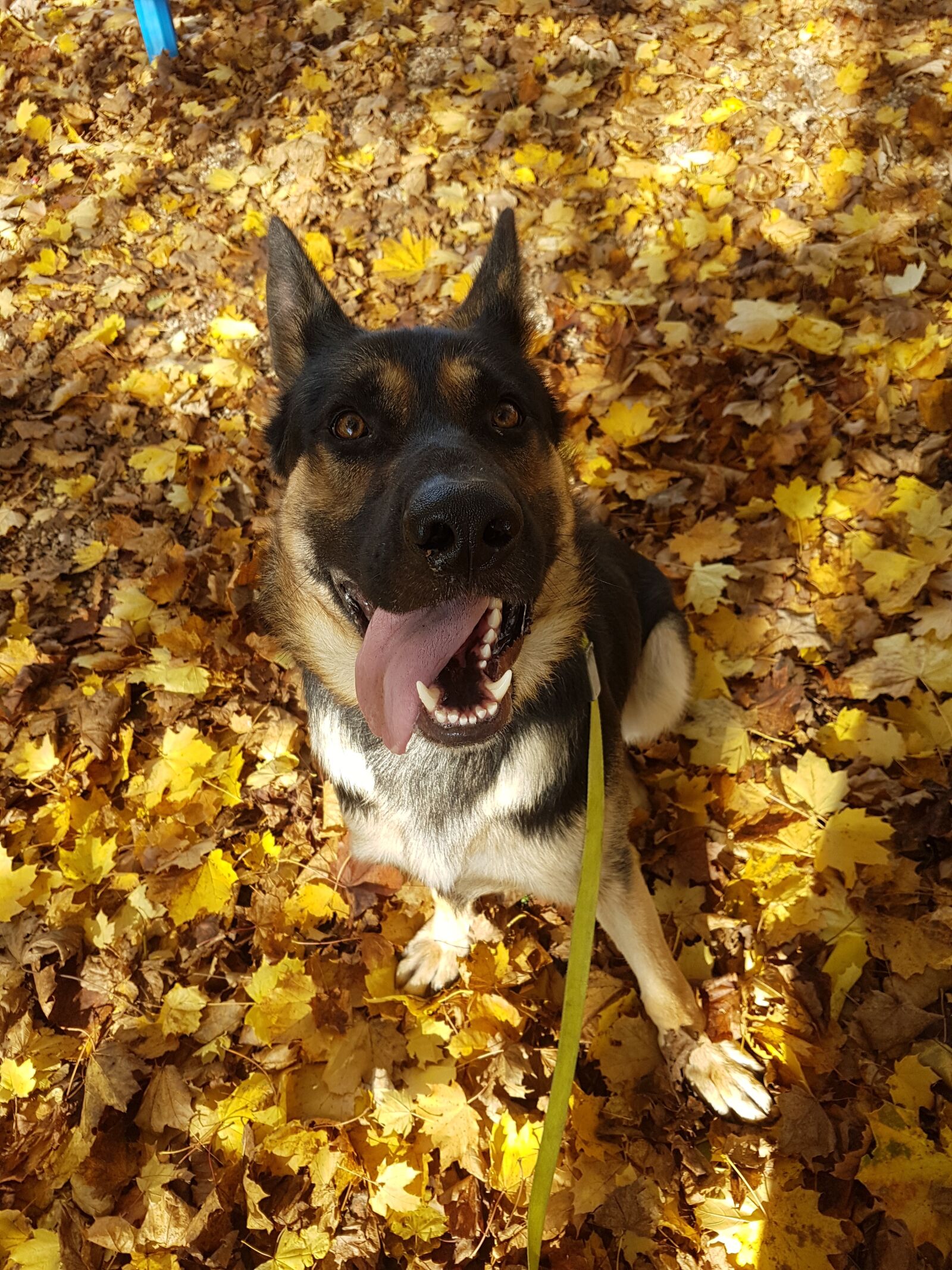 Samsung Galaxy S7 Edge sample photo. Dog, happy dog, dog photography