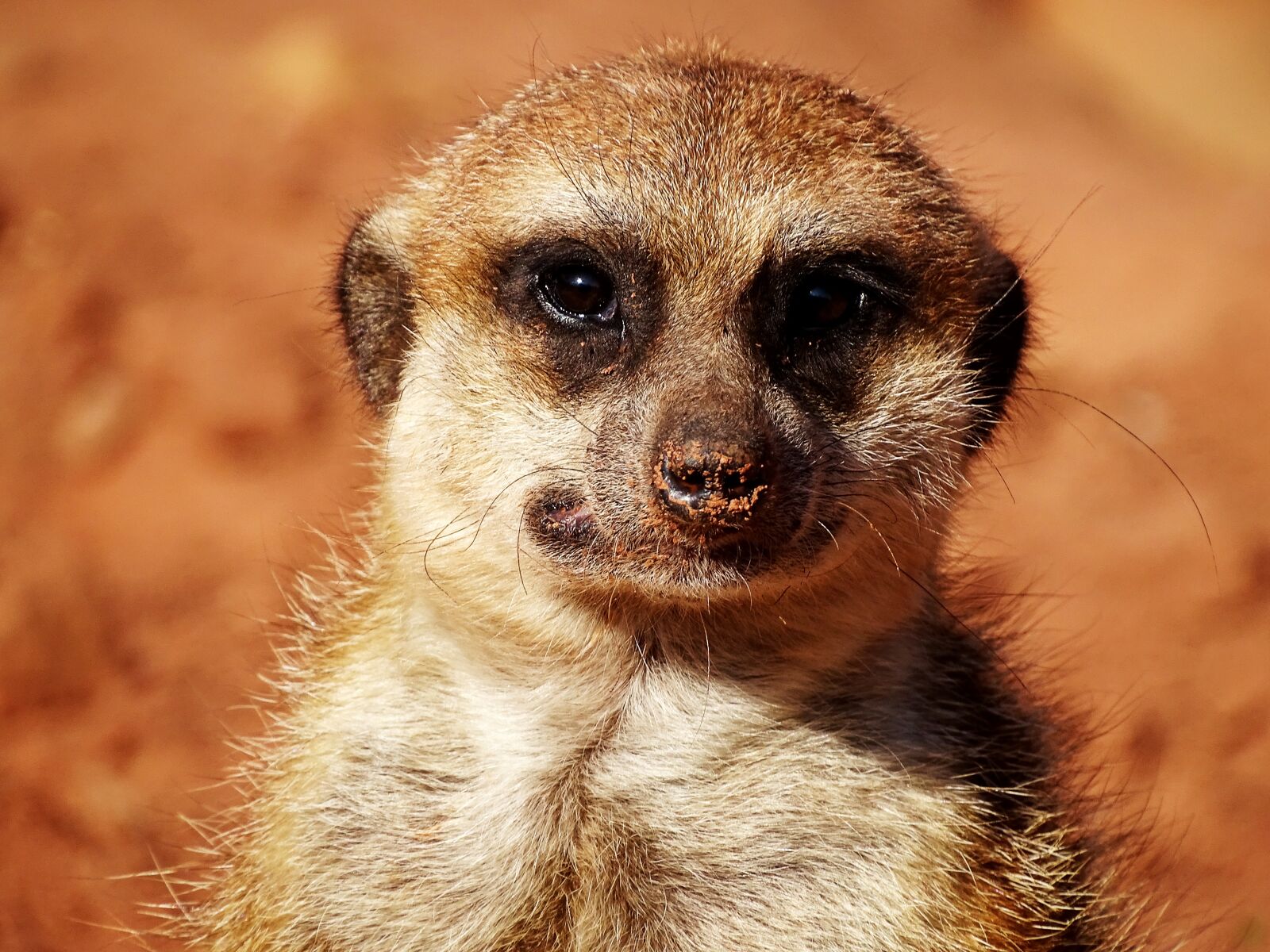 Sony Cyber-shot DSC-HX400V sample photo. Meerkat, animal, cute photography
