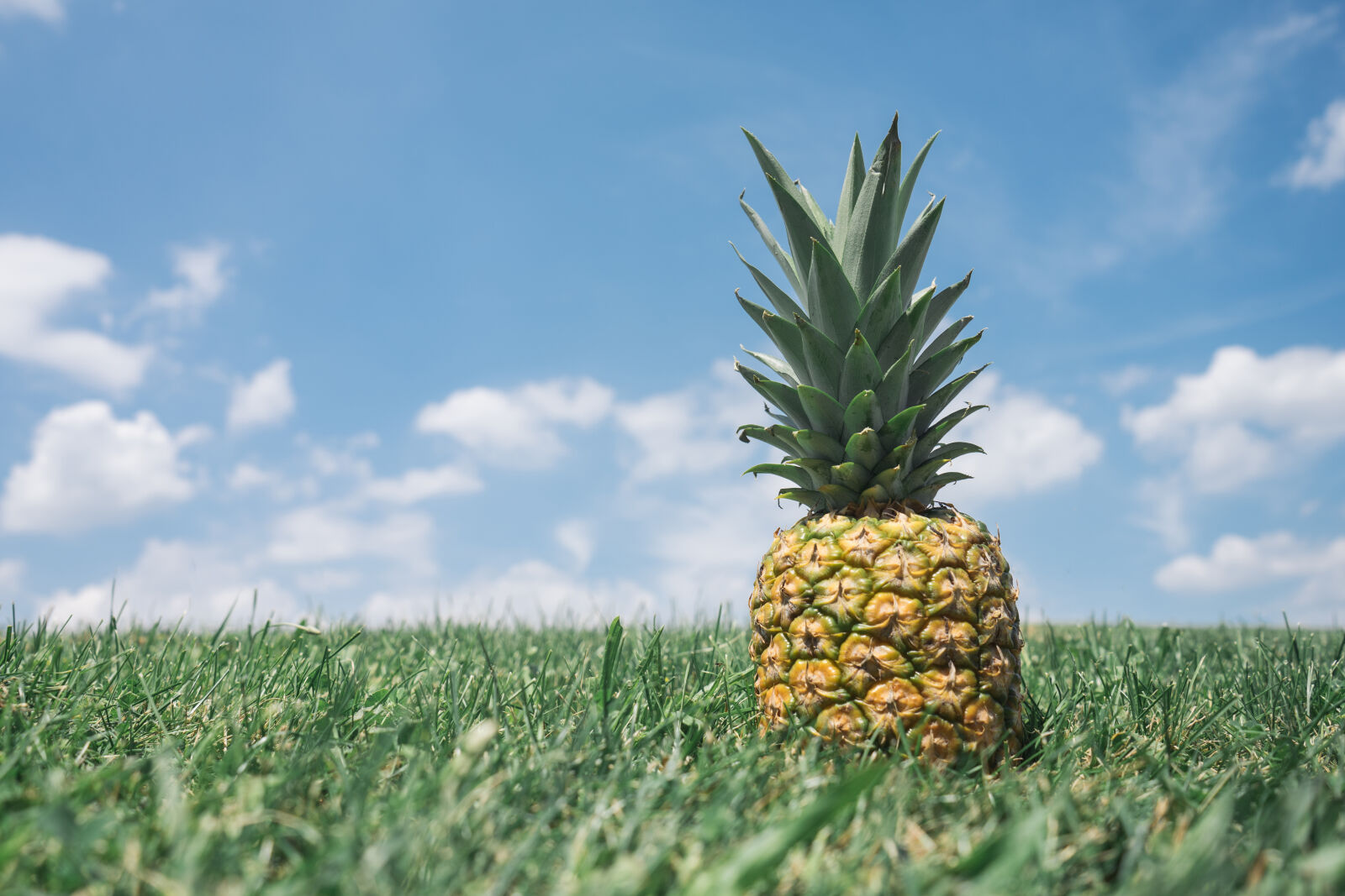 Sony a7 II + Sony FE 28-70mm F3.5-5.6 OSS sample photo. Pineapple, fruit, meadow, grass photography