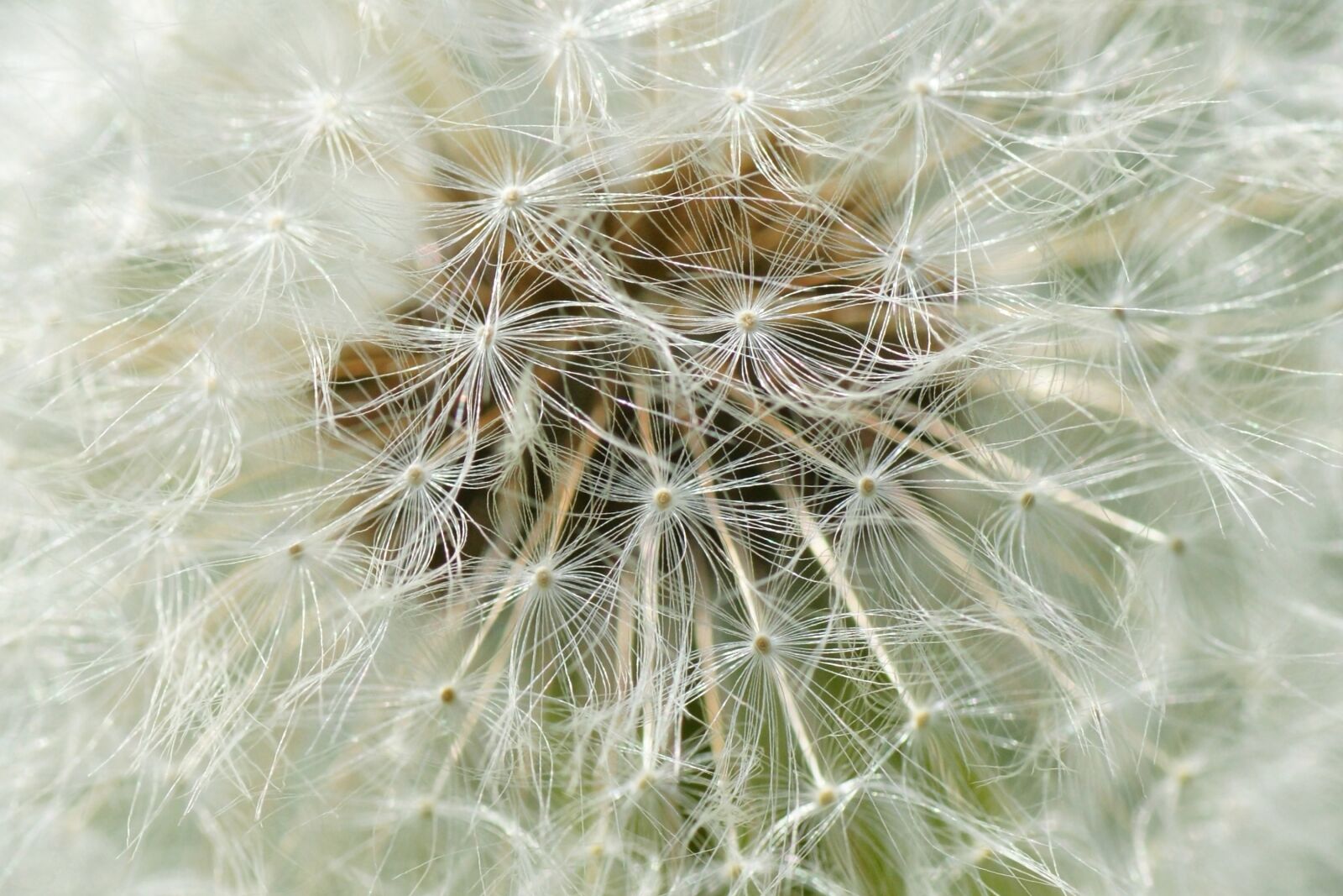 Sony Alpha DSLR-A700 sample photo. Macro, dandelion, chmíří photography