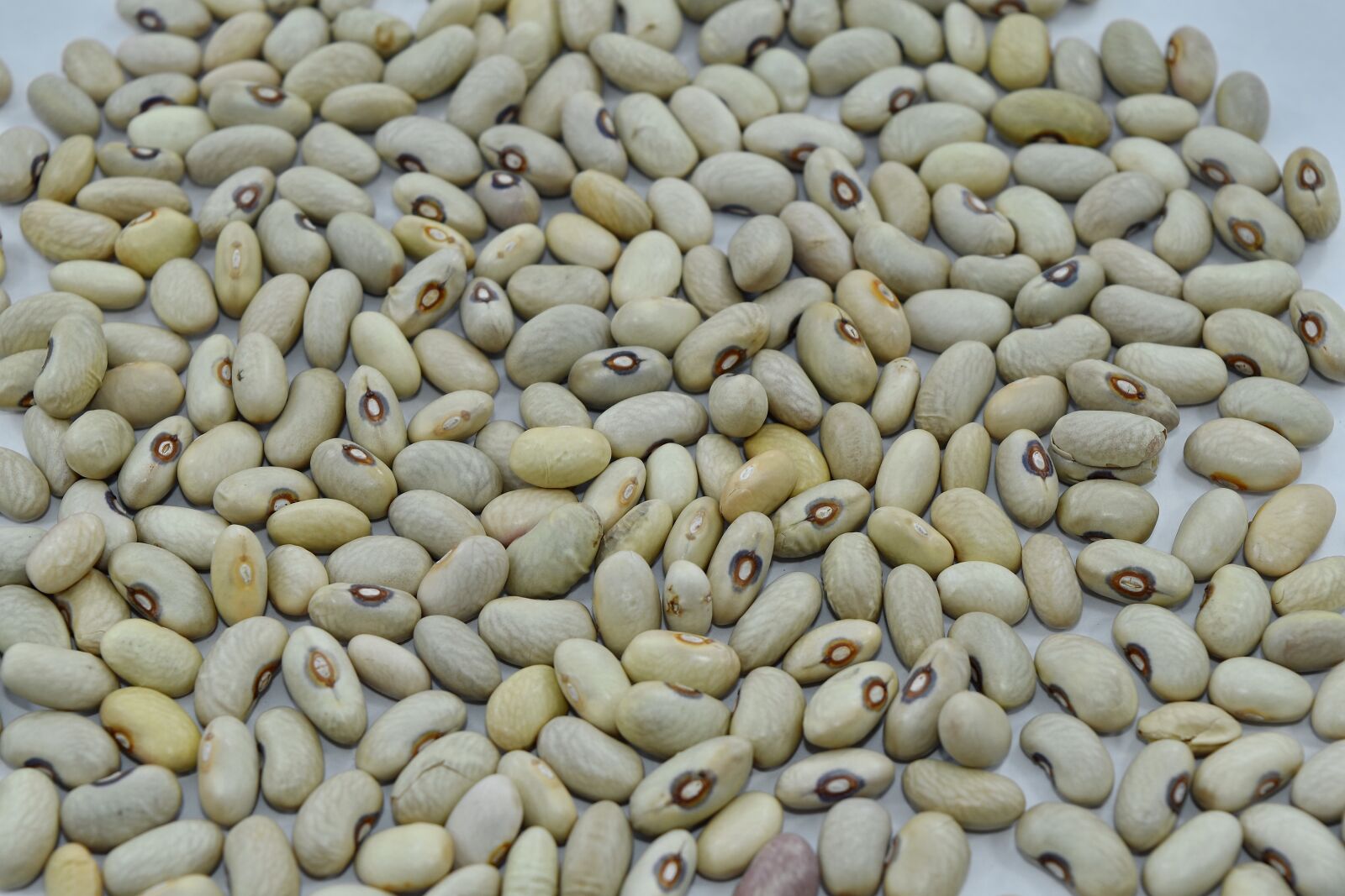 Nikon D5500 sample photo. Nutrition, food, ingredients, bean photography