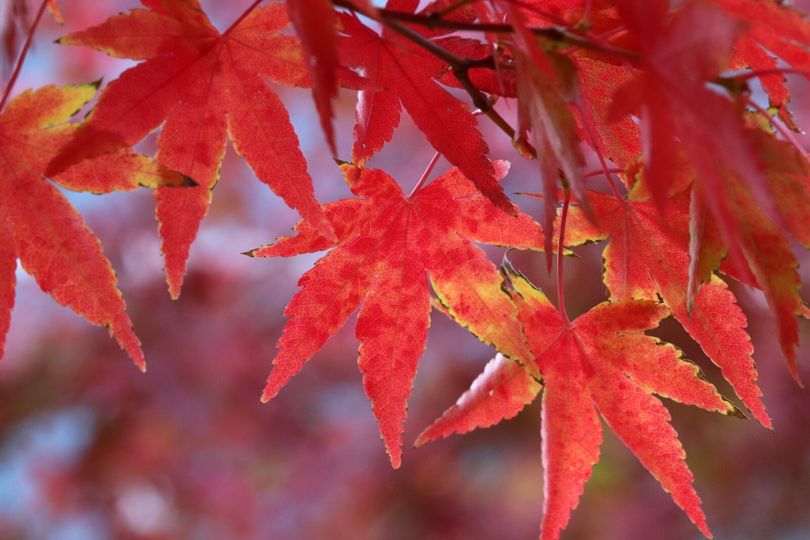Canon EOS 800D (EOS Rebel T7i / EOS Kiss X9i) sample photo. Autumn leaves, maple, autumn photography