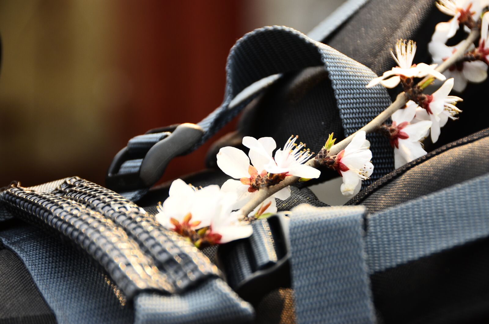 Nikon D7000 sample photo. Cherry blossoms, flower, spring photography