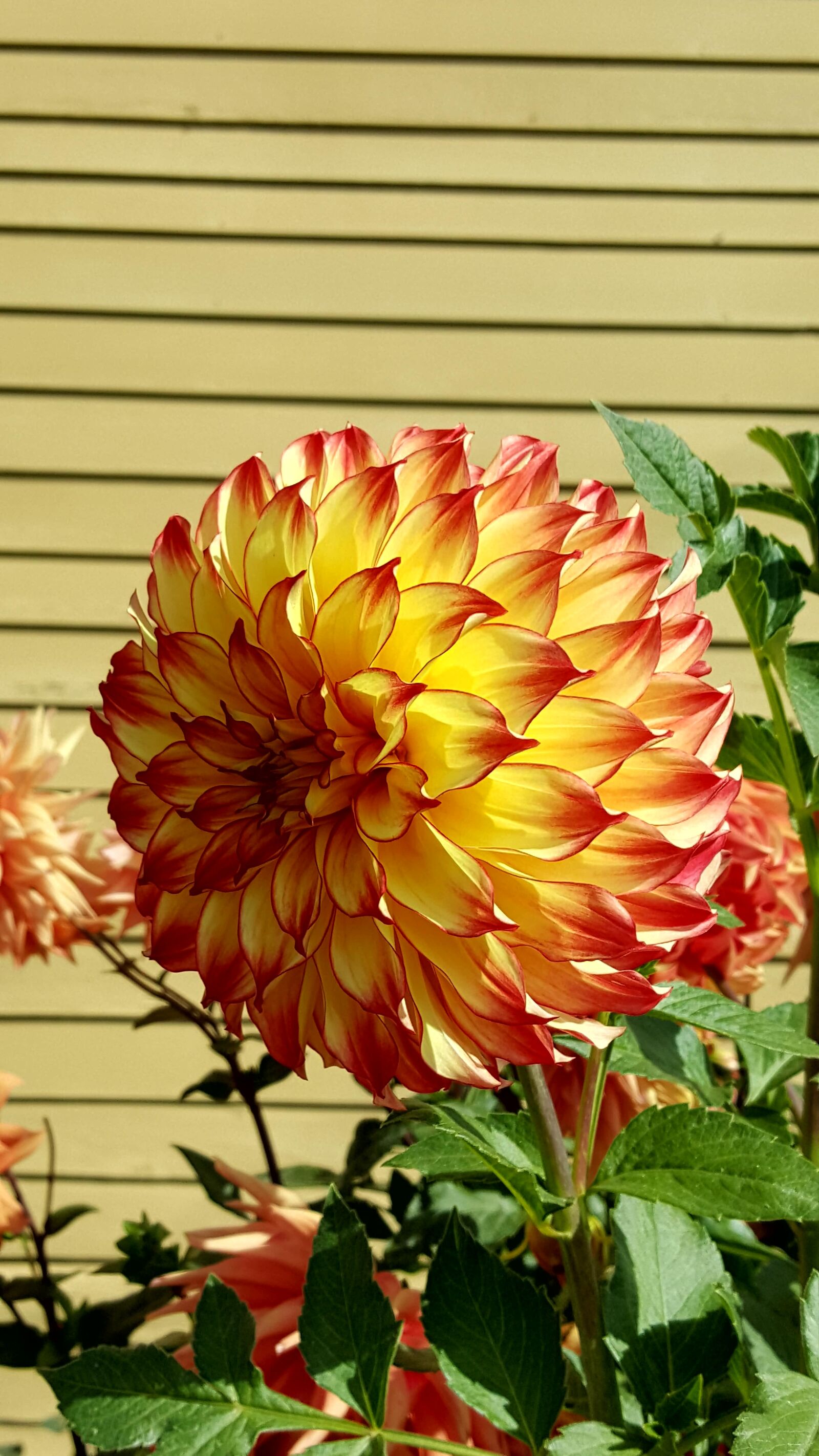 Samsung Galaxy Note5 sample photo. Dahlia, late summer, flower photography