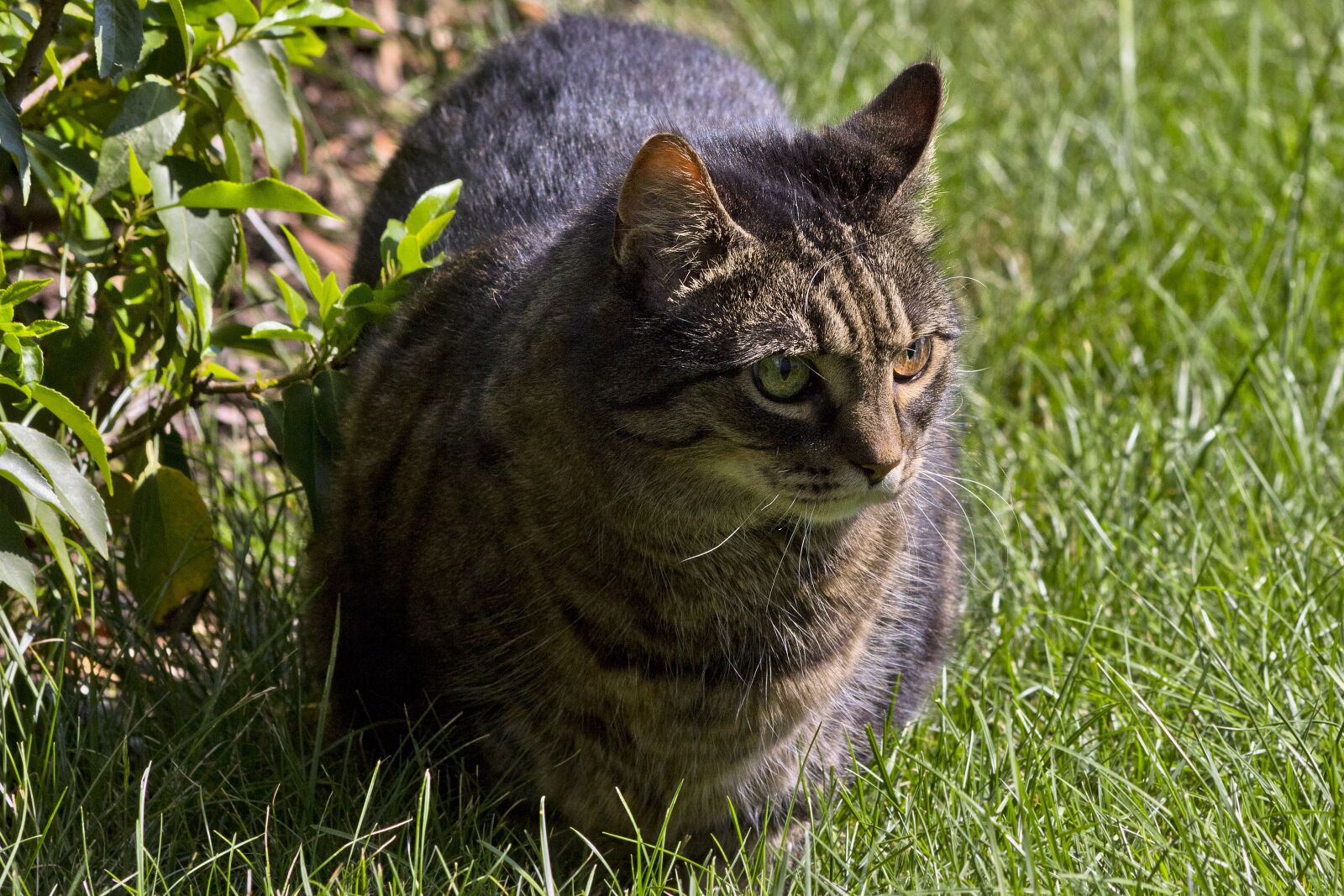 Canon EOS 60D + Canon EF 70-300mm F4-5.6 IS USM sample photo. Cat, animal, kitten photography