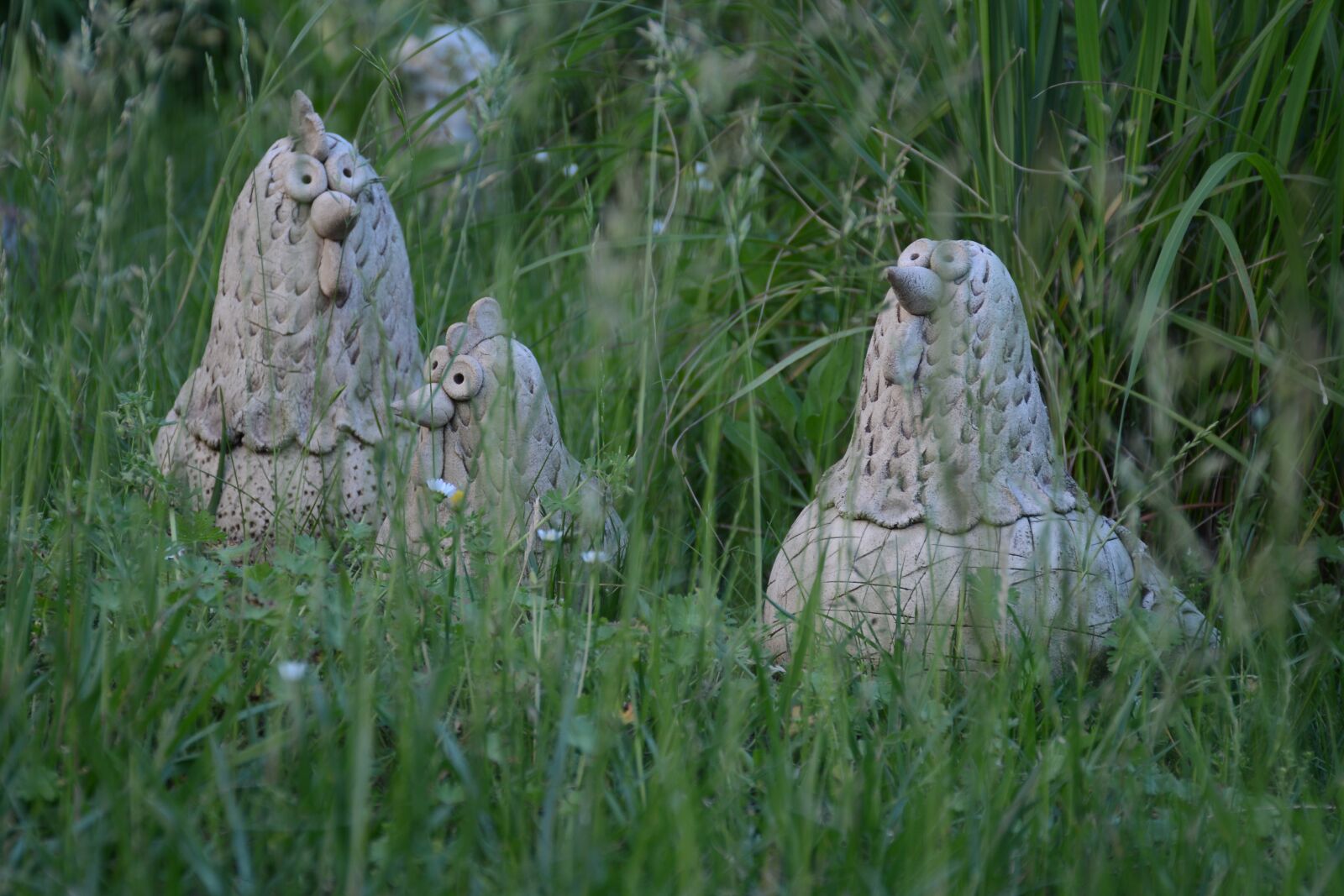 Nikon D7100 sample photo. Hen, grass, animal photography