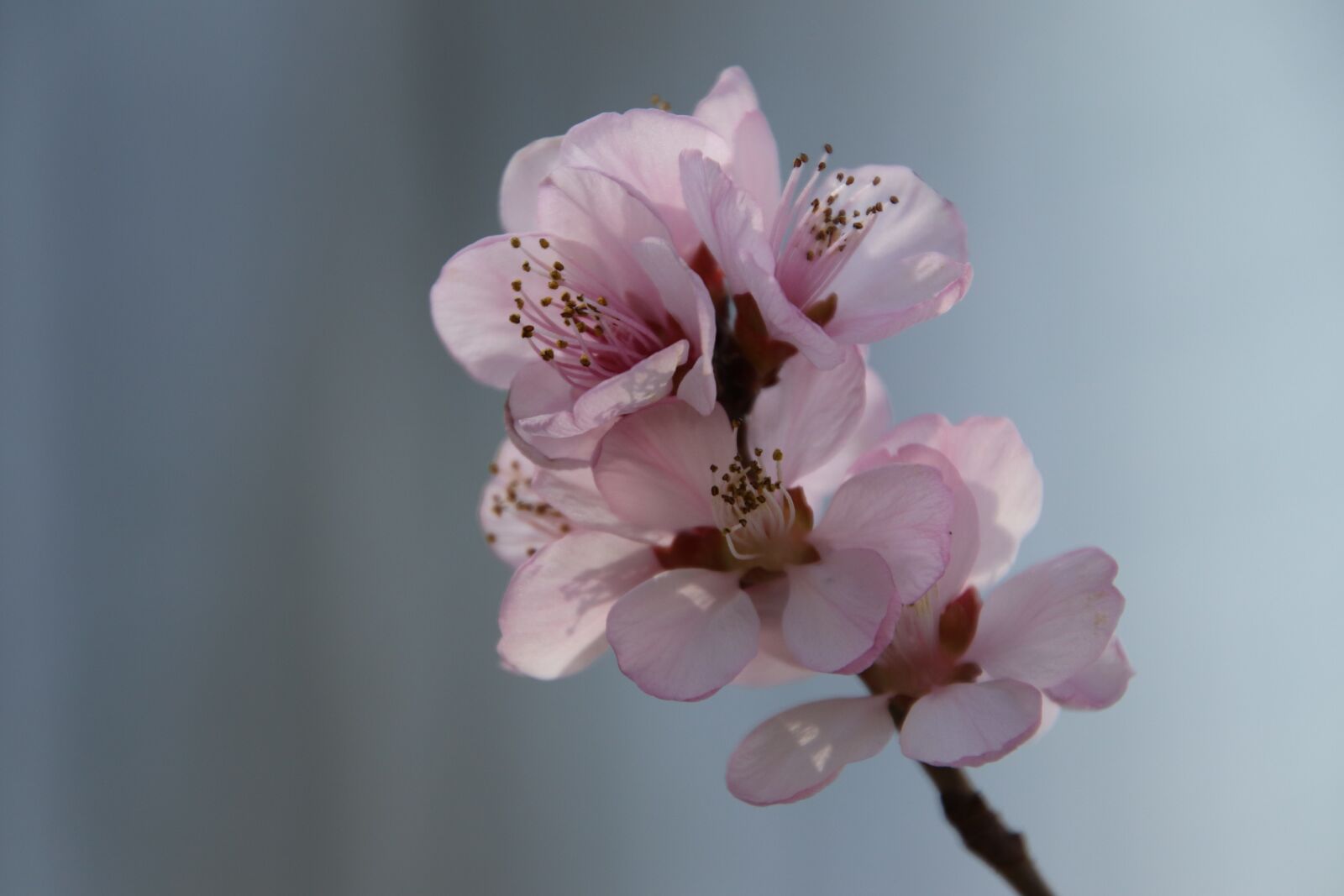 Canon EOS 800D (EOS Rebel T7i / EOS Kiss X9i) sample photo. Spring, flower, spring flower photography
