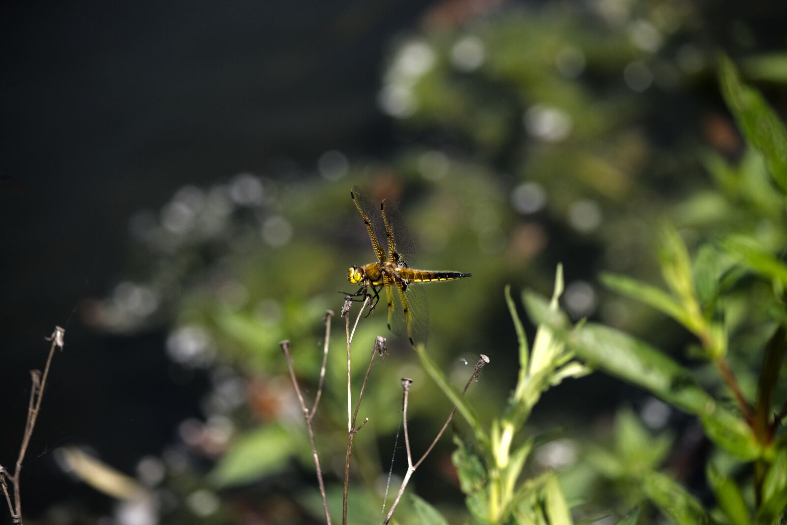 Nikon D5600 sample photo. Flying insect, brown dragonfly photography