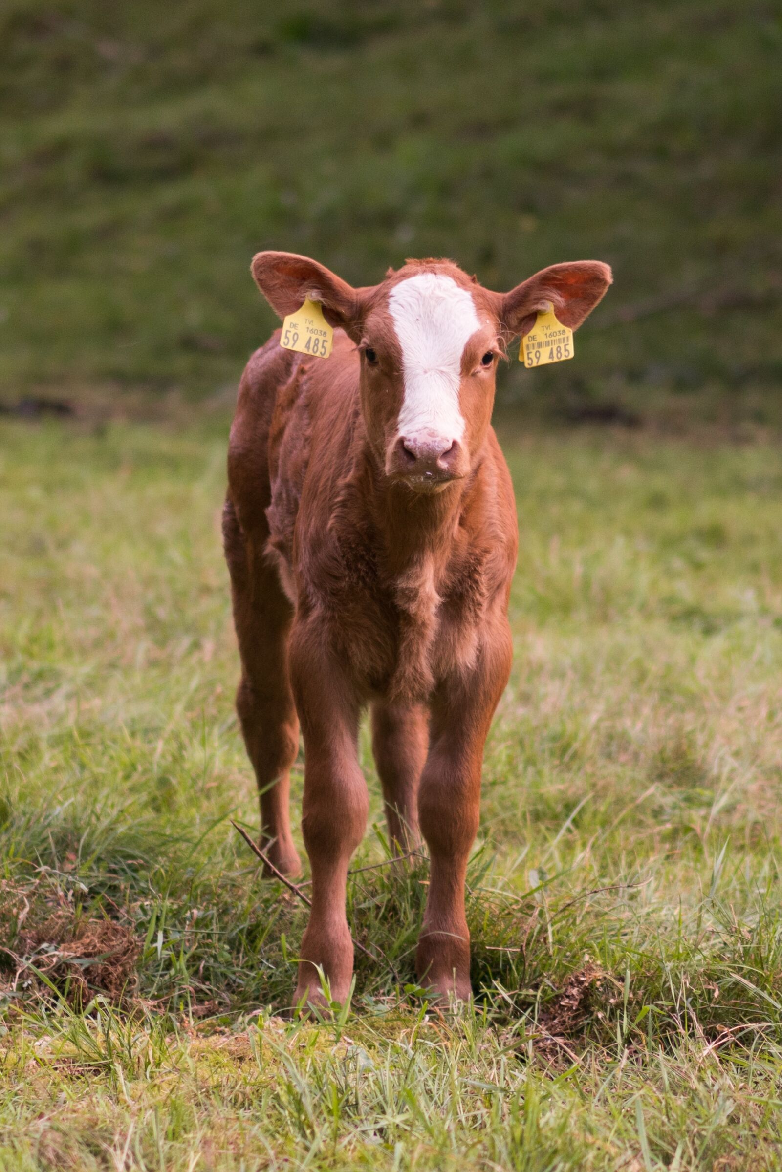 Sony a7R II + Sony Sonnar T* FE 55mm F1.8 ZA sample photo. Calf, pasture, cows photography