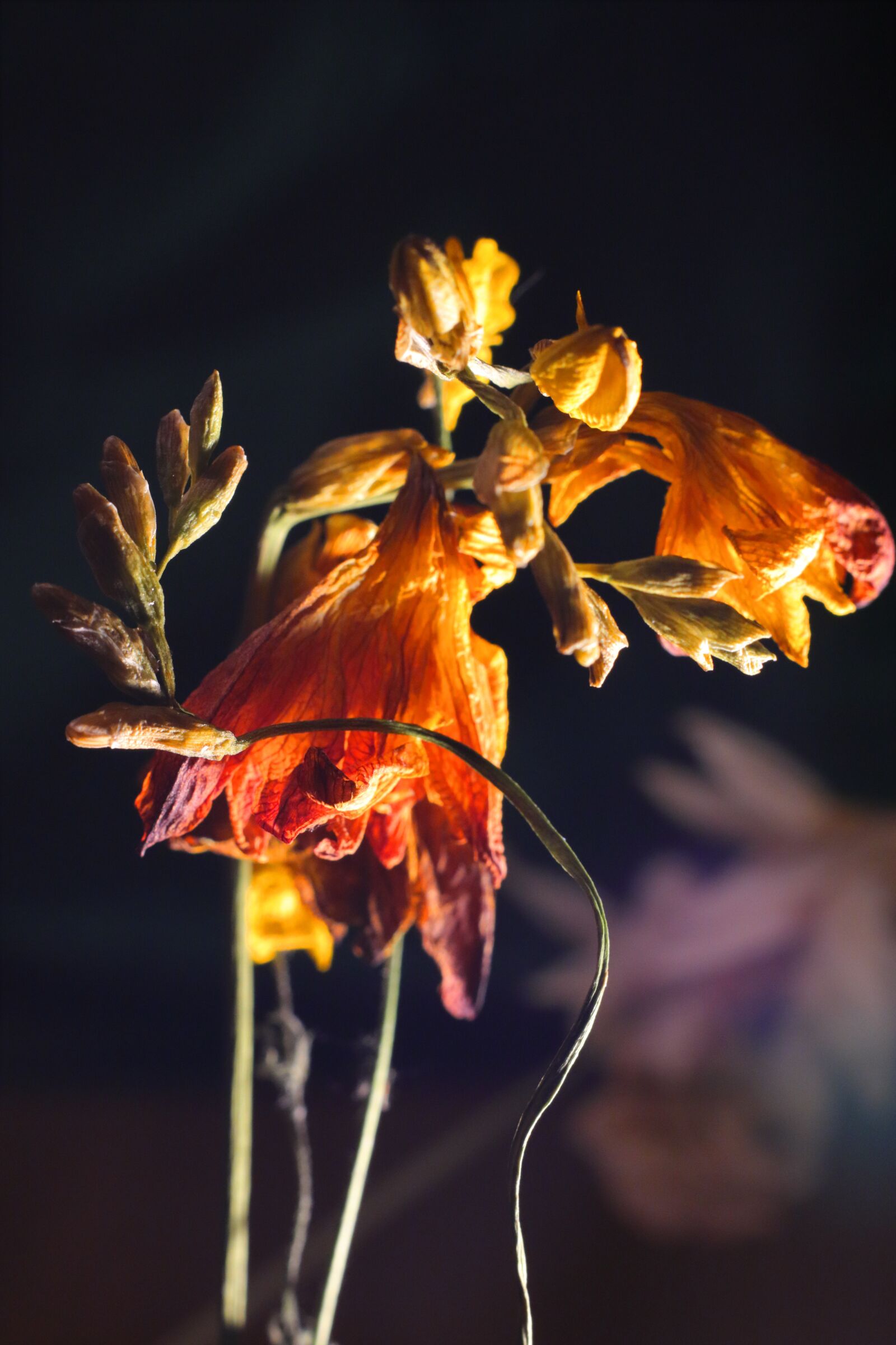 Canon EOS M50 (EOS Kiss M) sample photo. Closeup, macro, flowers photography