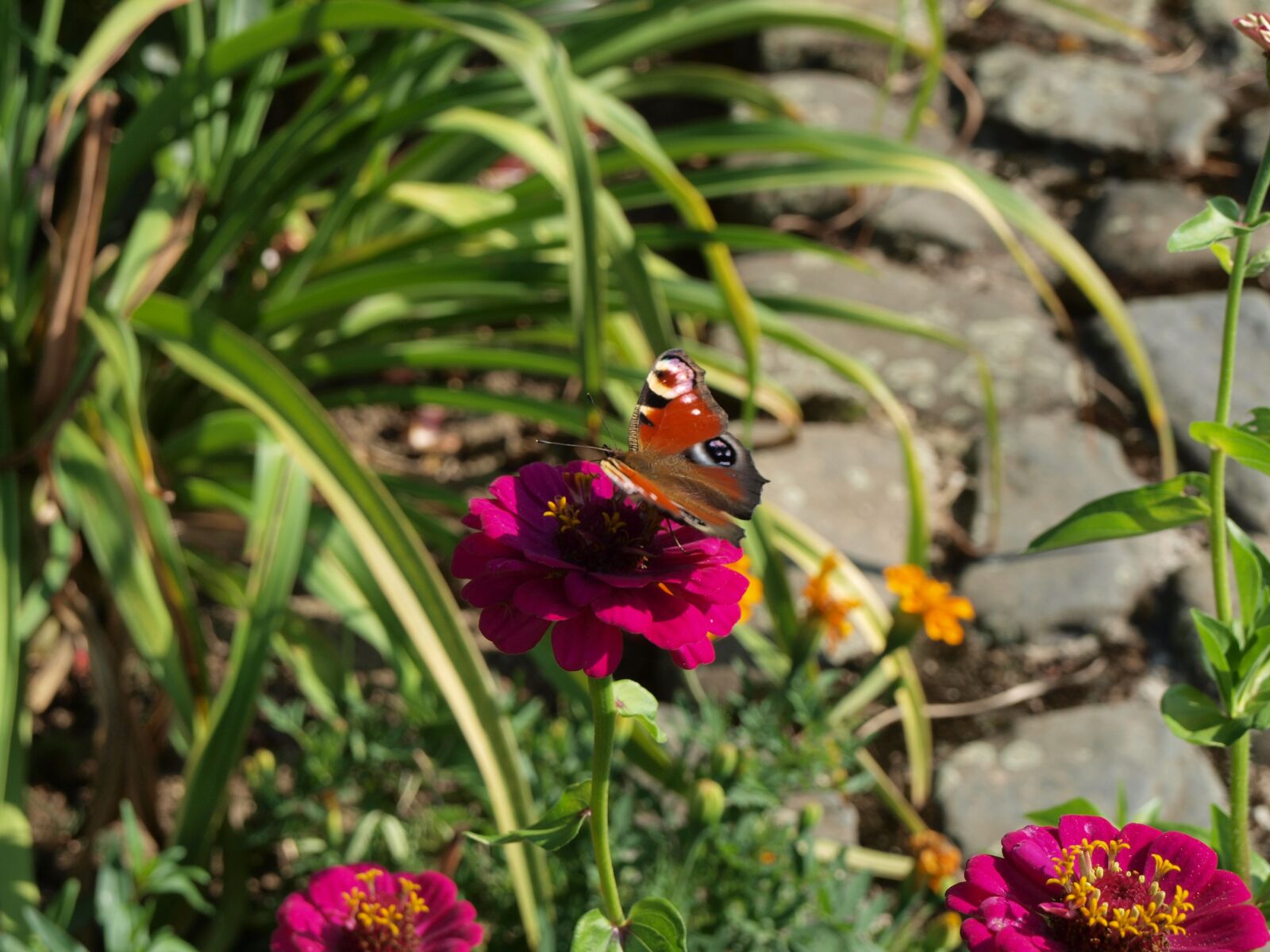 Olympus E-450 (EVOLT E-450) sample photo. Butterfly, flower, insect photography