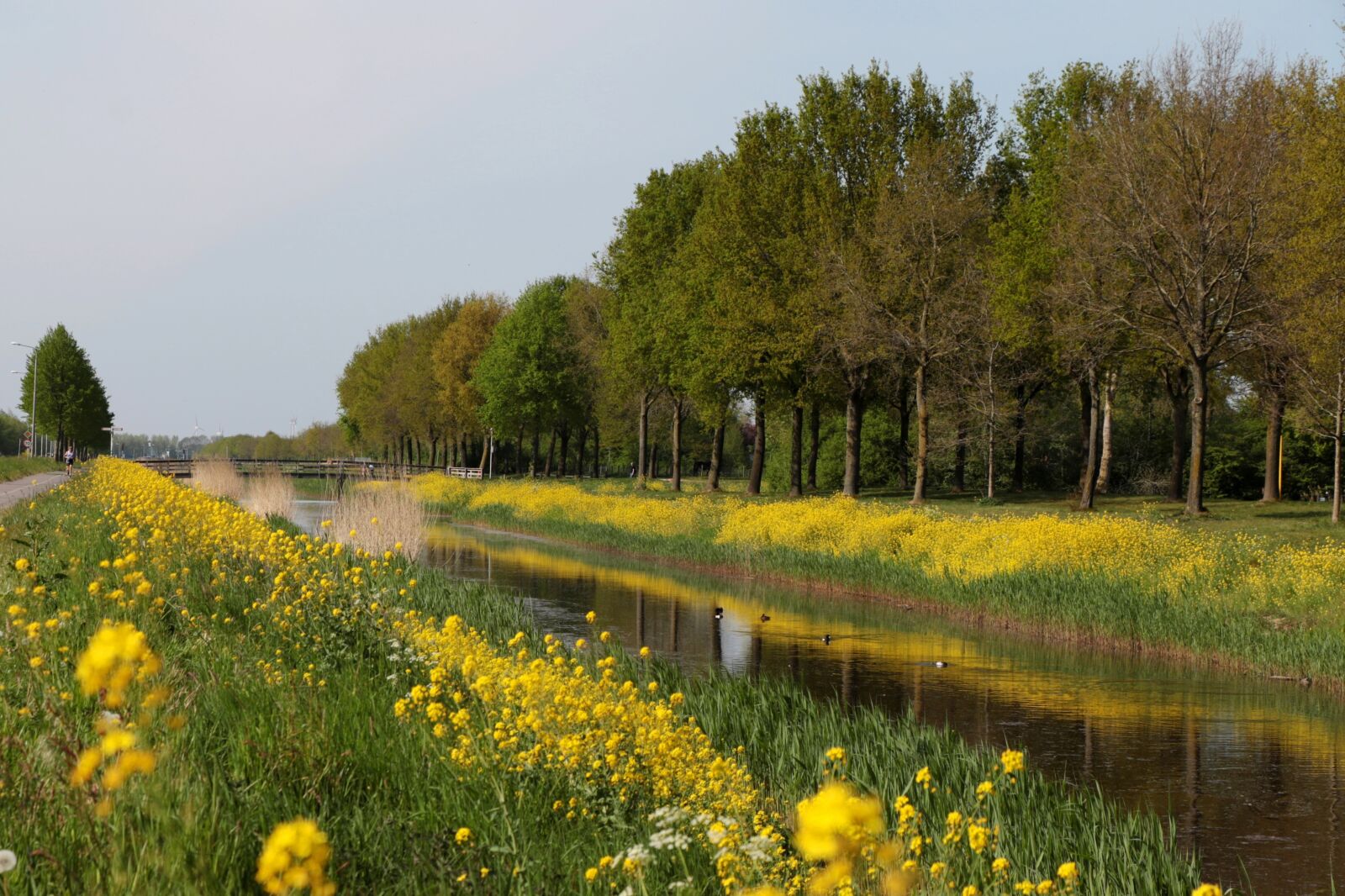 Canon EOS 7D Mark II + Canon EF-S 18-135mm F3.5-5.6 IS STM sample photo. Landscape, rapeseed, canal photography