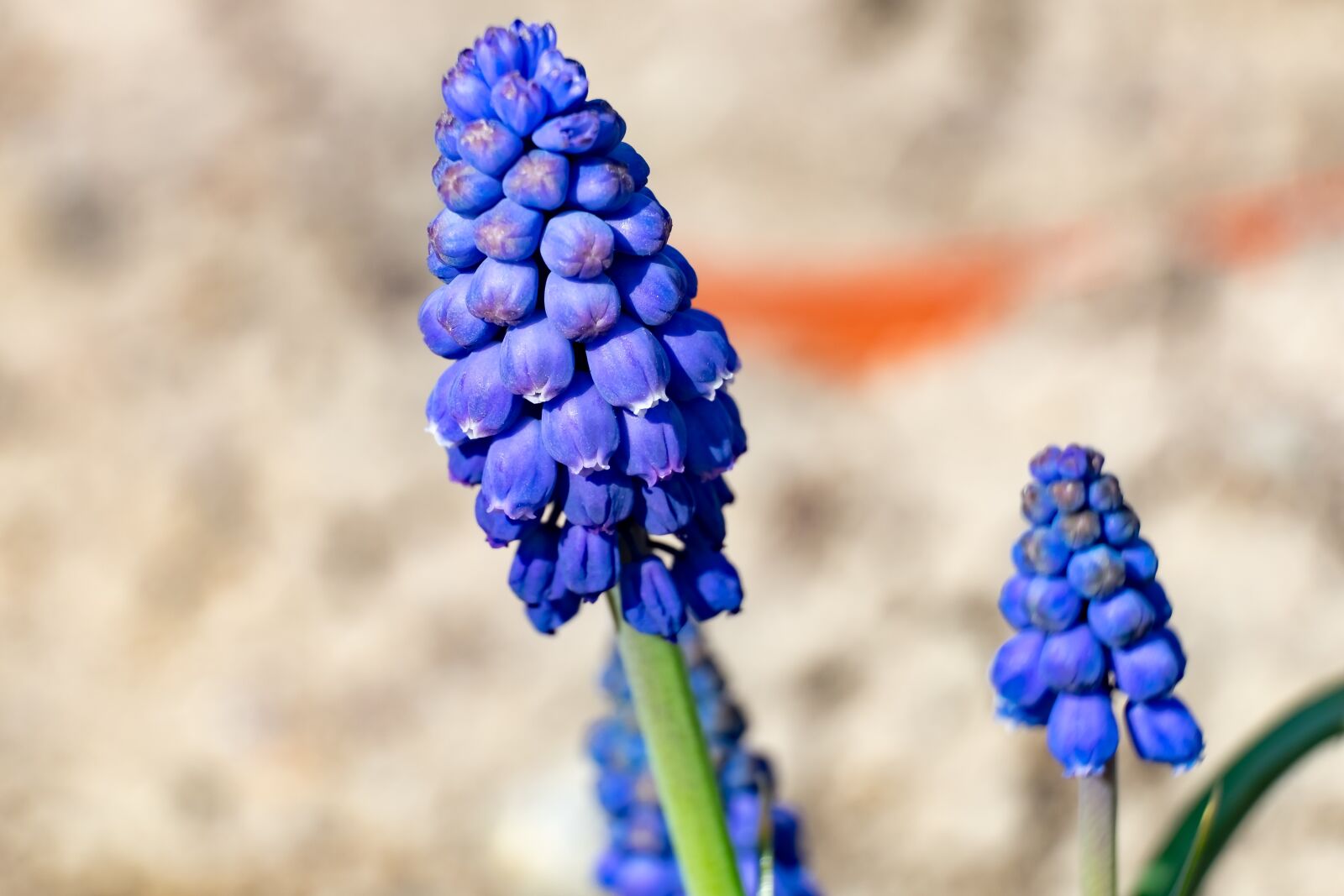 Fujifilm XF 55-200mm F3.5-4.8 R LM OIS sample photo. Flower, szafirek, spring photography