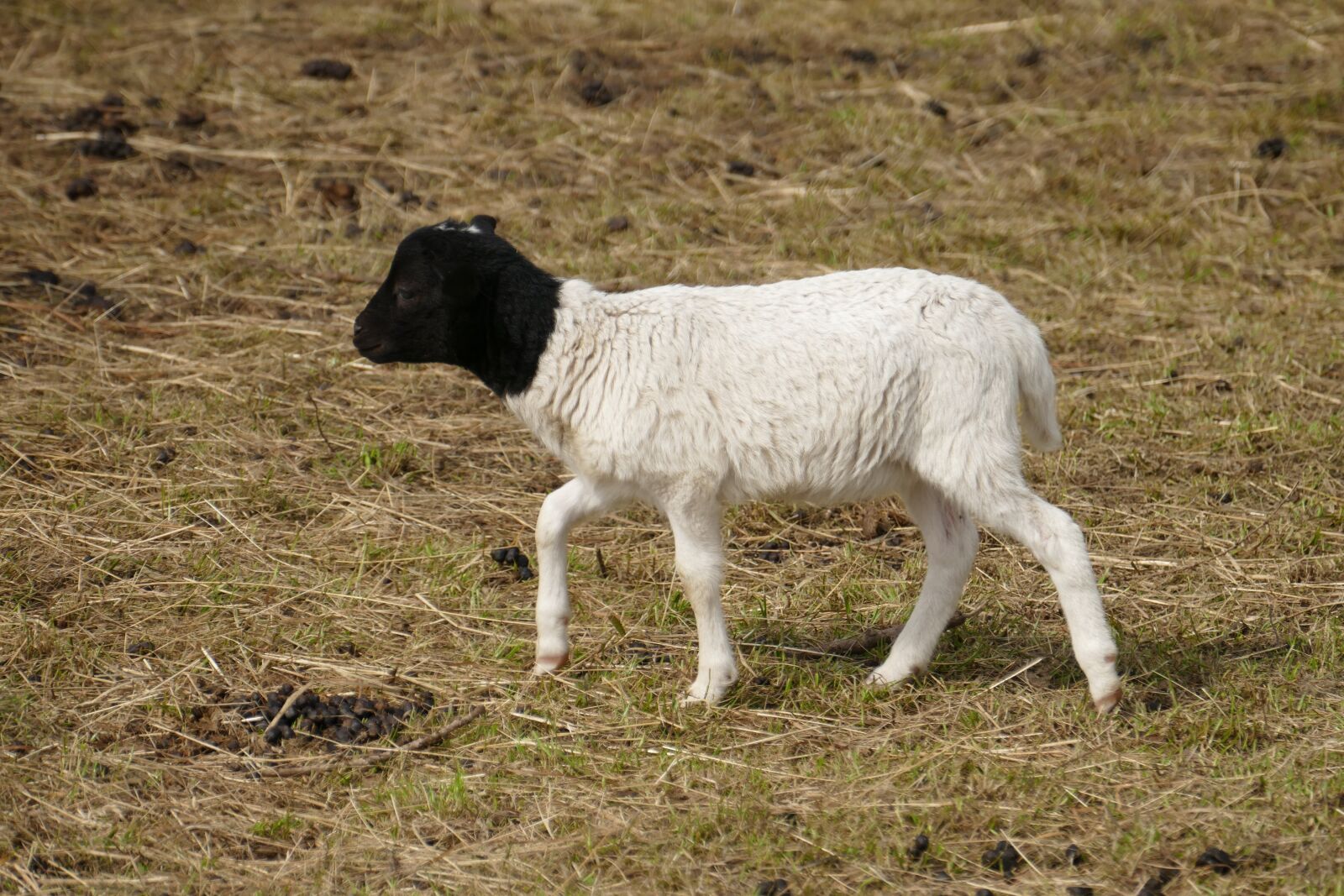 Panasonic Lumix DMC-FZ1000 sample photo. Goat, farm, black and photography