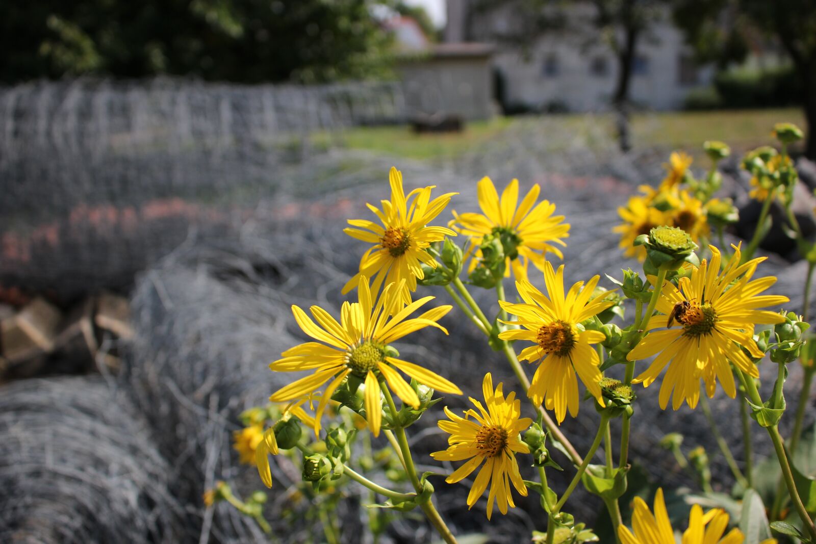 Canon EOS 100D (EOS Rebel SL1 / EOS Kiss X7) sample photo. Mixed cup plant, silphium photography