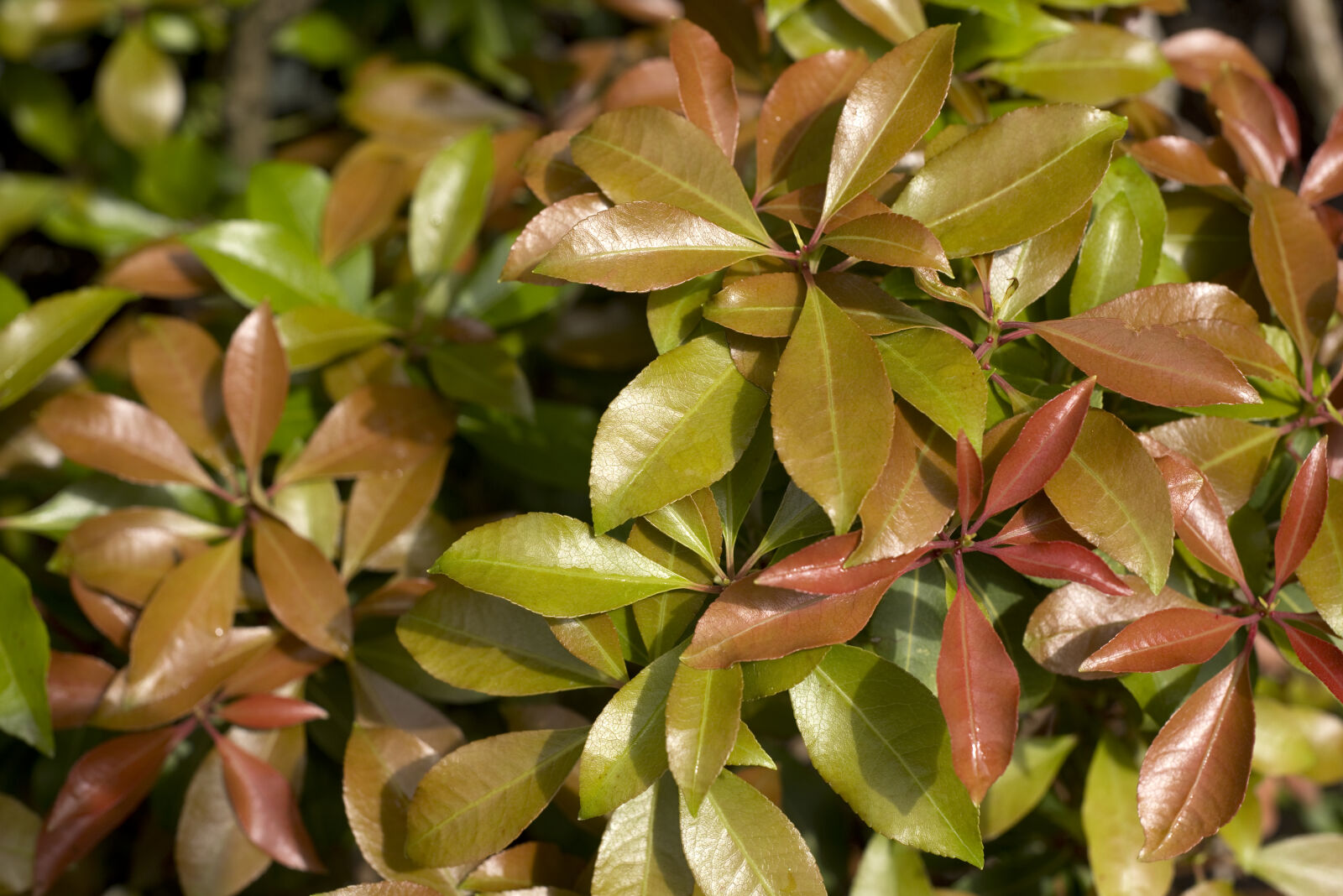 Nikon AF Nikkor 50mm F1.8D sample photo. Background, color, green, growing photography