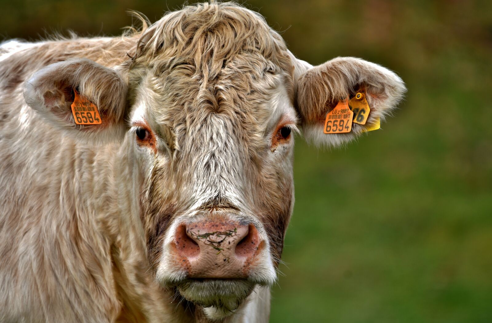Nikon D500 sample photo. Cow, mammal, head photography