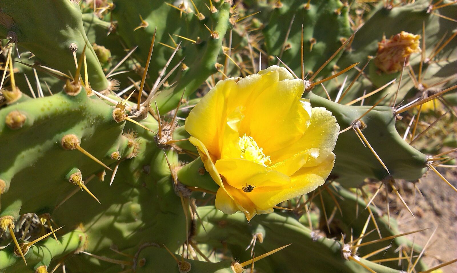 HTC DESIRE 500 sample photo. Cactus, flowers, world photography