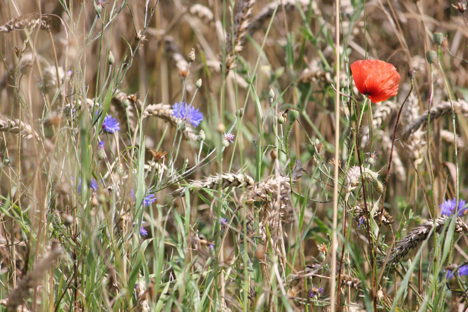 Canon EOS 550D (EOS Rebel T2i / EOS Kiss X4) sample photo. Field flowers, summer, cornflower photography