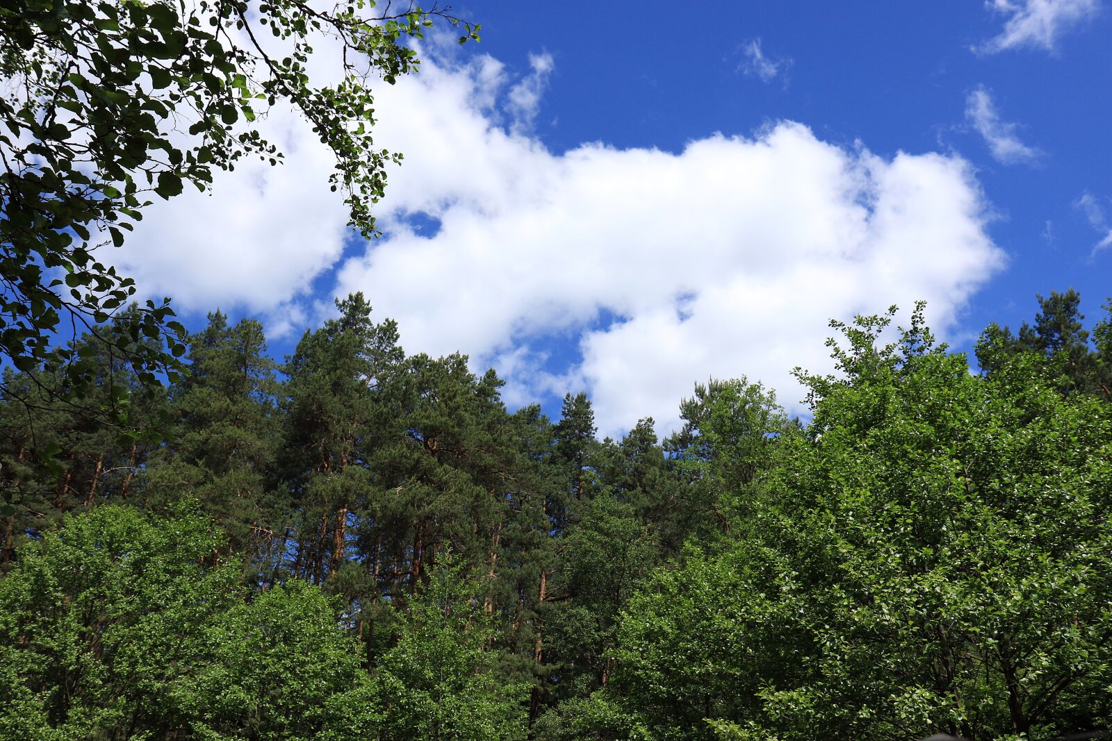 Canon EOS 7D Mark II sample photo. Forest, the nature reserve photography