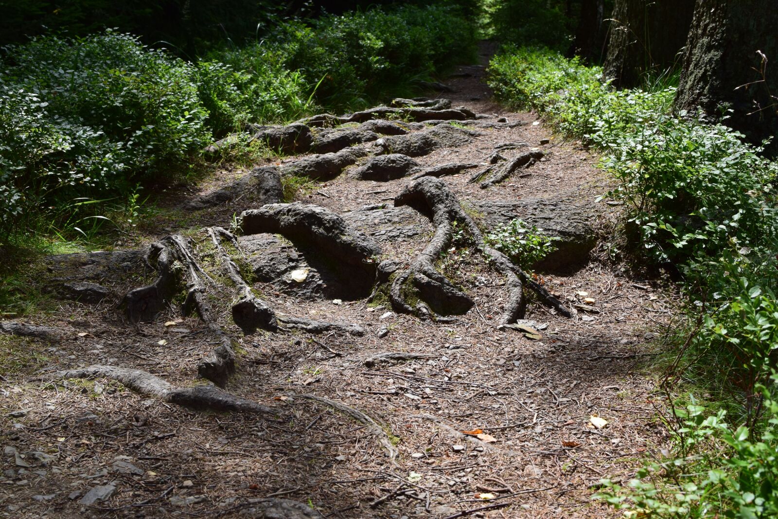 Nikon D5300 sample photo. Forest, away, root photography