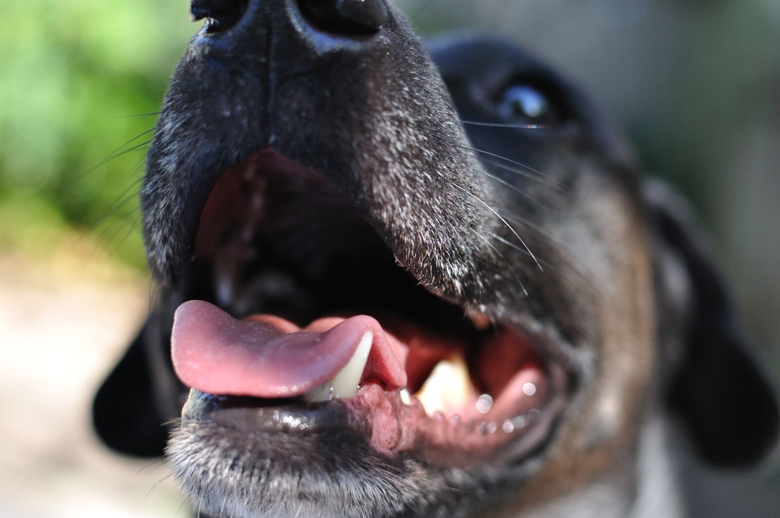Nikon D5000 sample photo. Dog, snout, sunlight photography