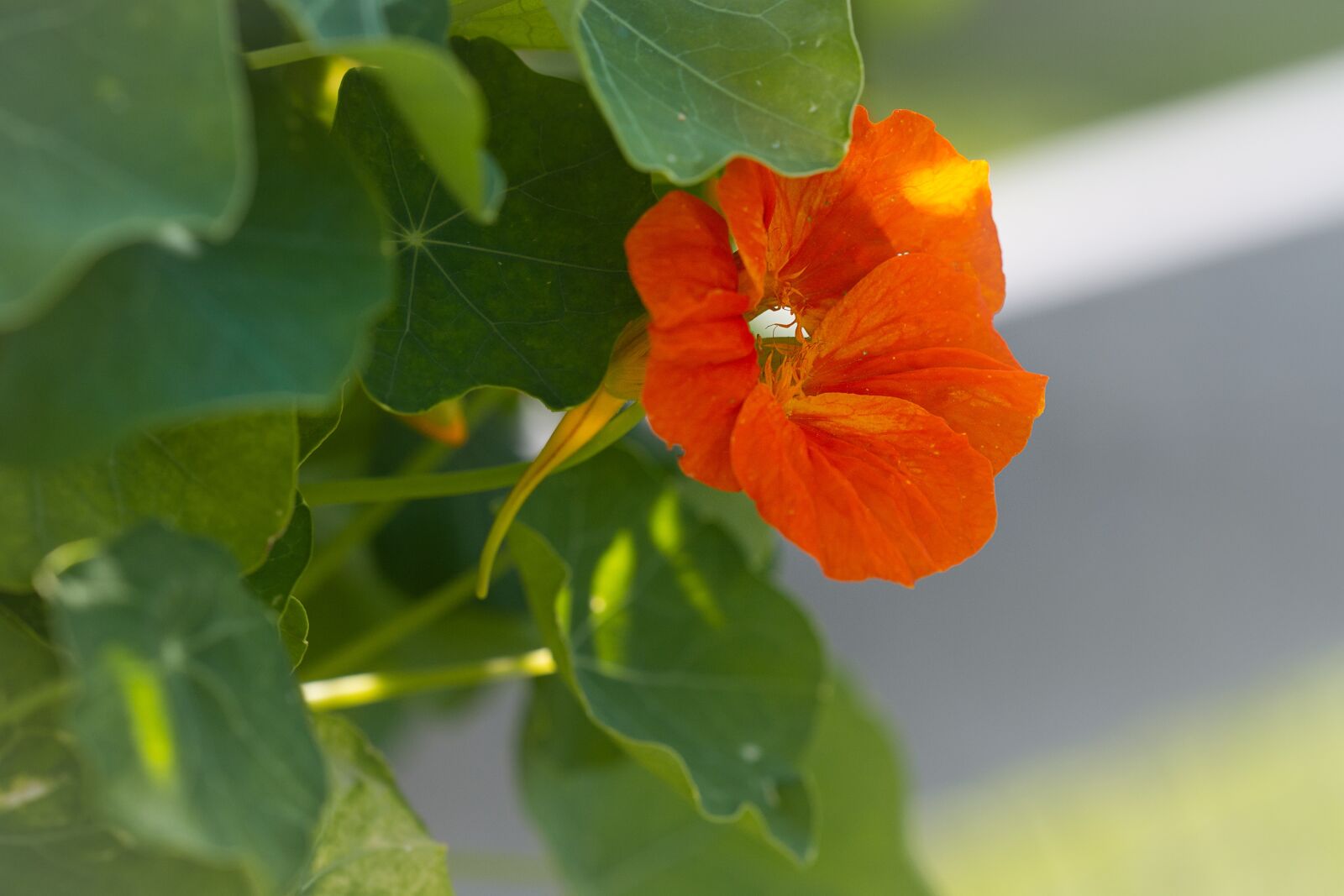 Nikon D7100 sample photo. Cress, nasturtium, edible photography
