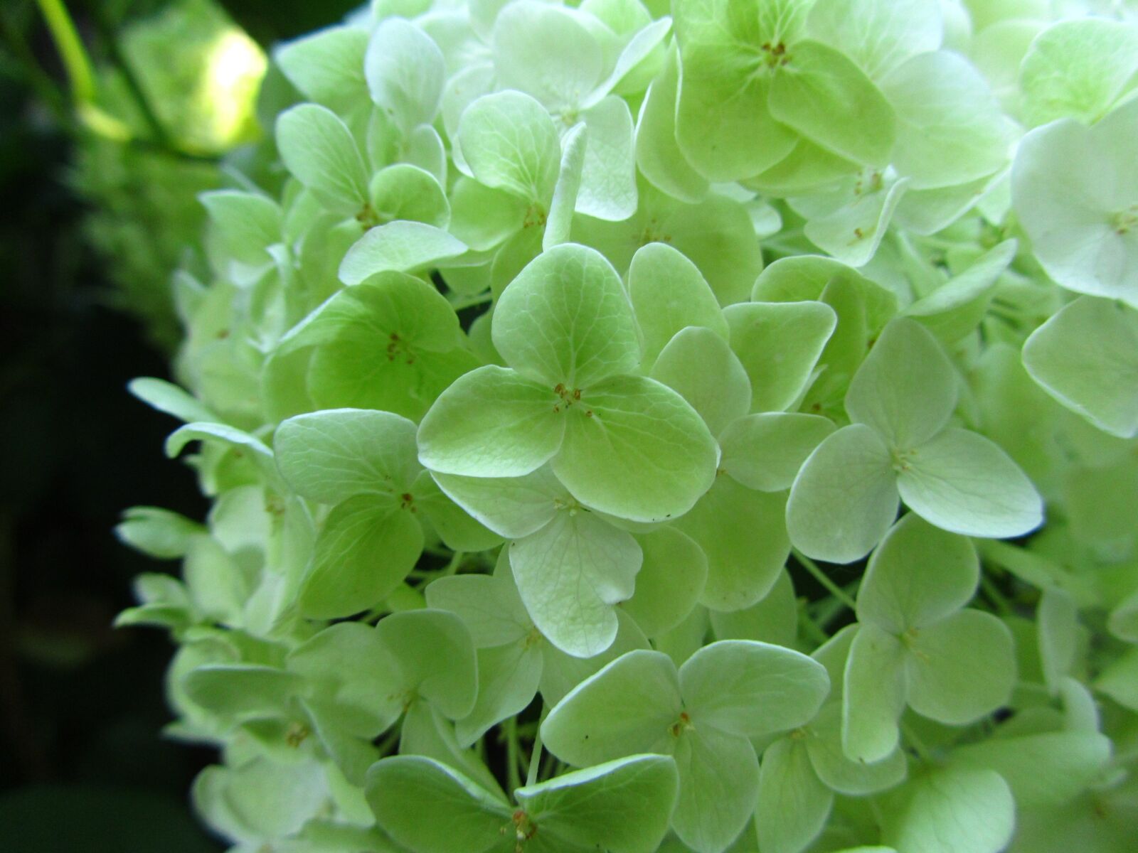 Canon PowerShot SX210 IS sample photo. Hydrangea, limelight, flower photography