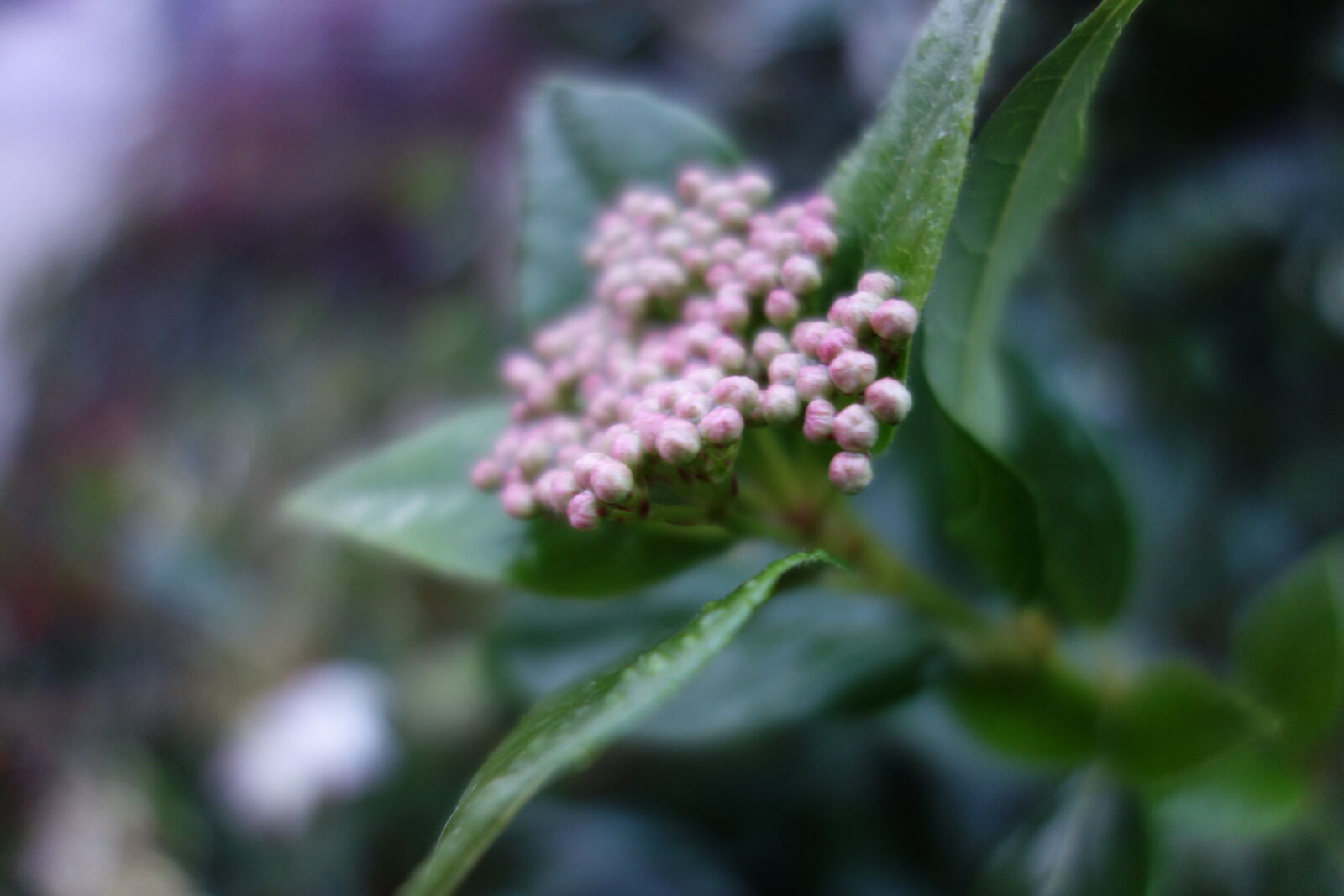 Sony Cyber-shot DSC-RX100 sample photo