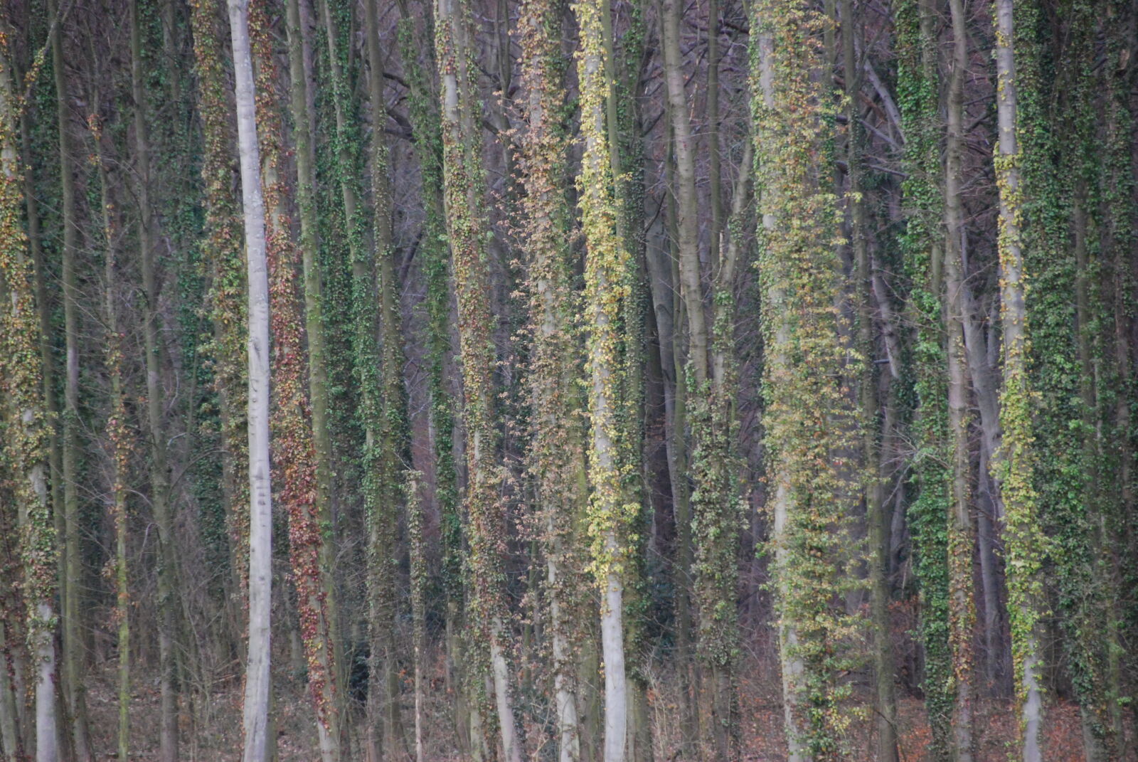 Nikon AF-S DX Nikkor 18-200mm F3.5-5.6G ED VR II sample photo. Forest, ivy, nature, tree photography