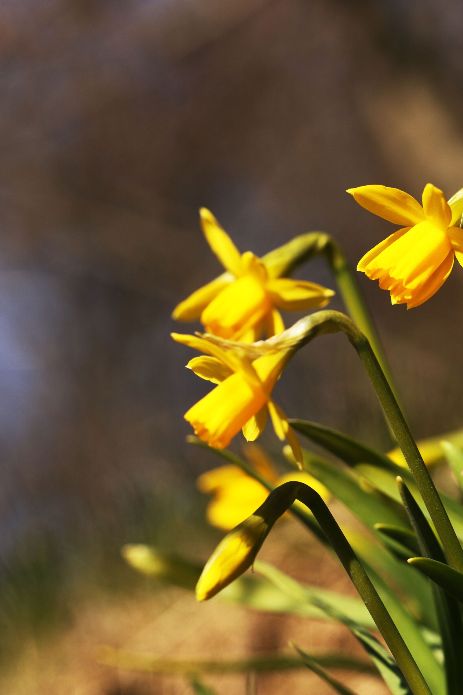 Canon EF 100mm F2.8L Macro IS USM sample photo. Daffodil, flower, yellow photography