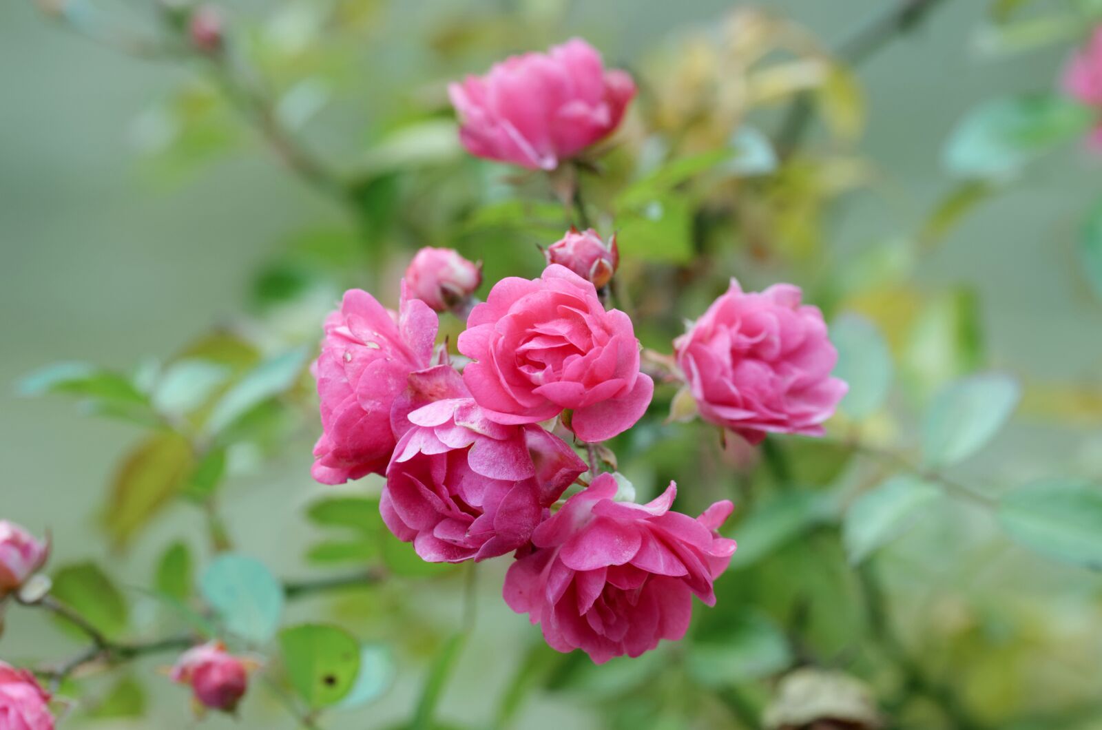 Nikon D5100 sample photo. Flowers, pink, group photography