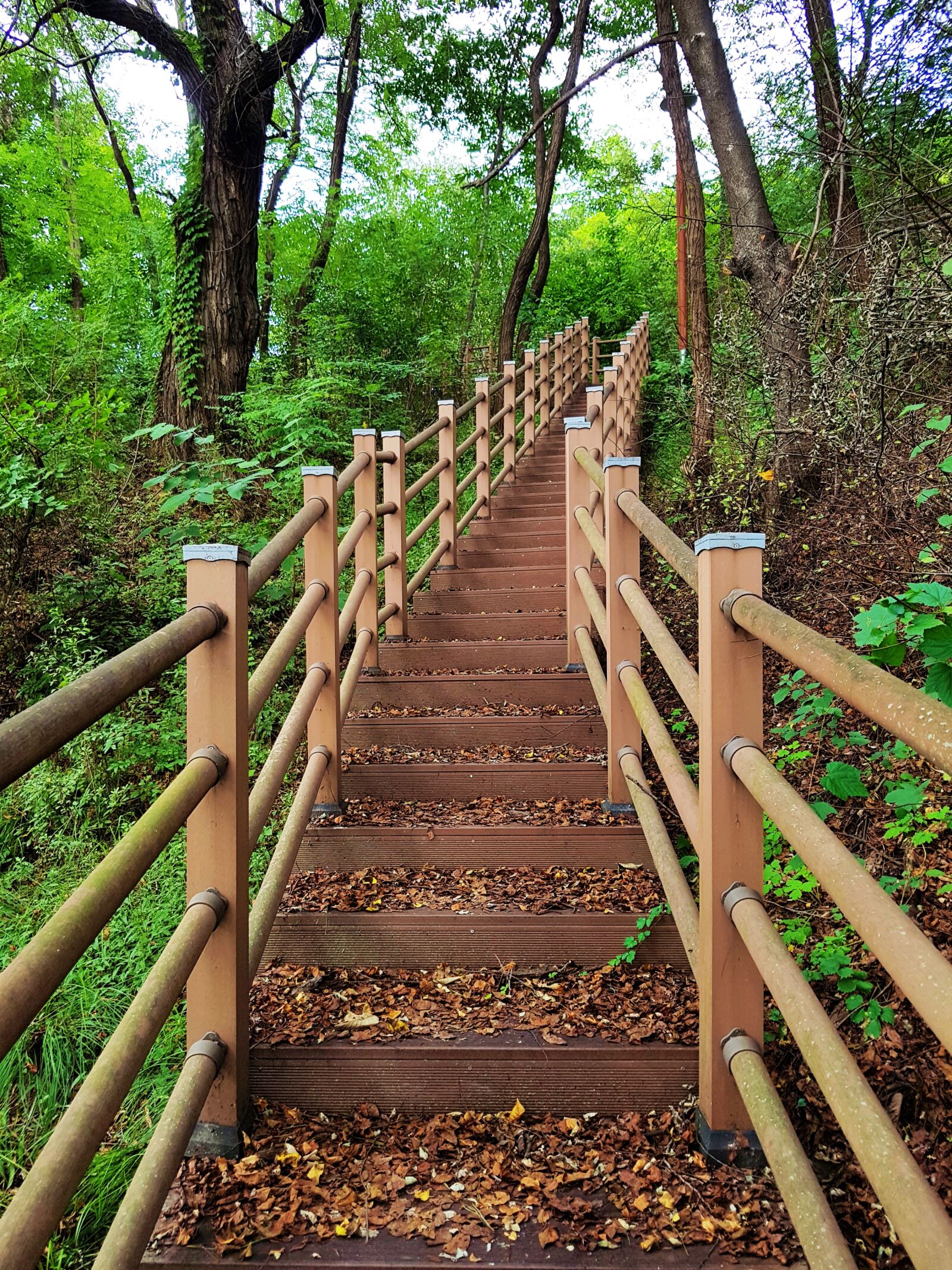 Samsung Galaxy S7 Edge sample photo. Gil, stairs, forest road photography
