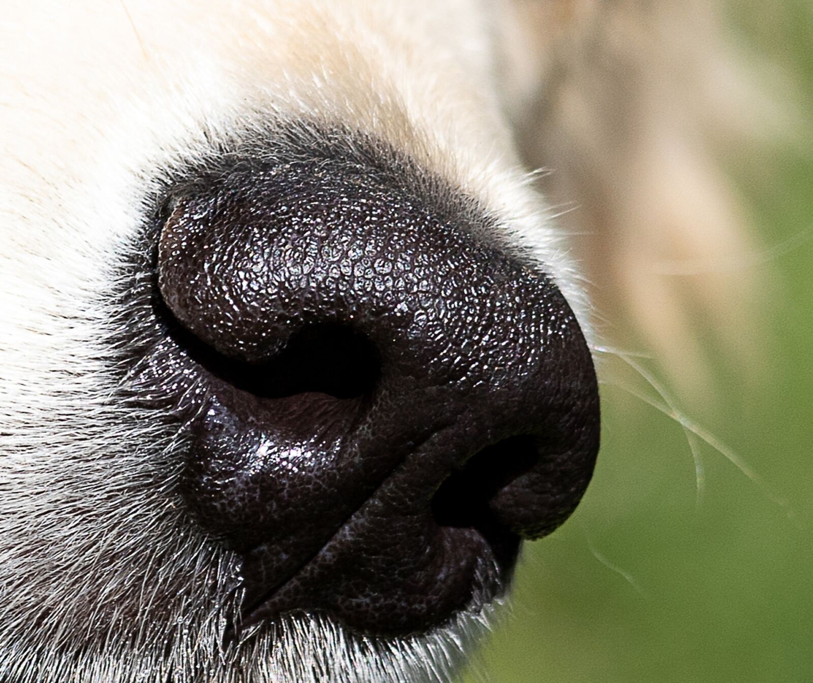 Canon EF 70-300mm F4-5.6 IS USM sample photo. Dog, nose, dog's nose photography