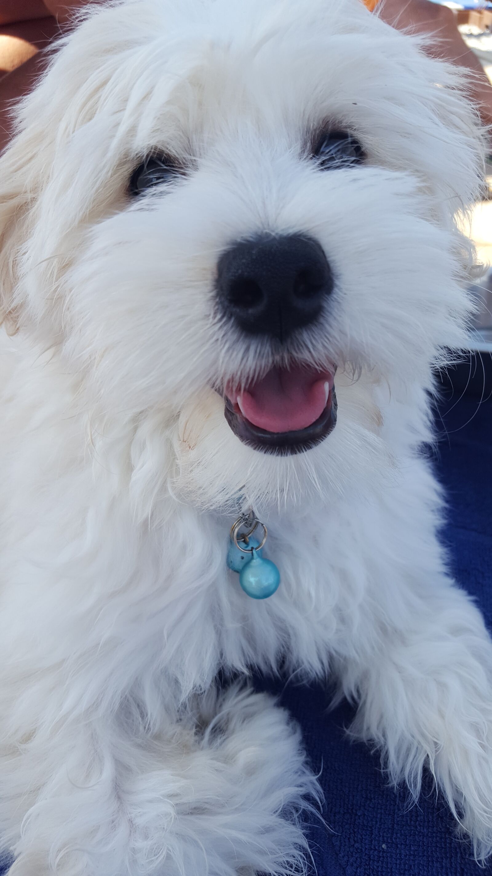 Samsung Galaxy S6 sample photo. Dog, white, animal photography