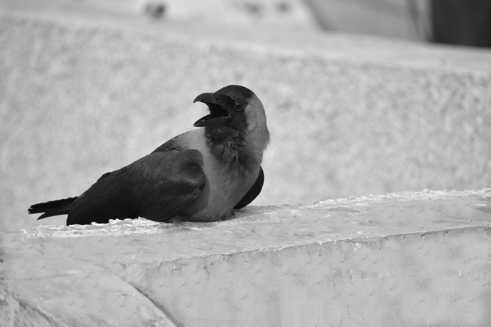 Nikon D5600 sample photo. Crow, grey-necked, house crow photography