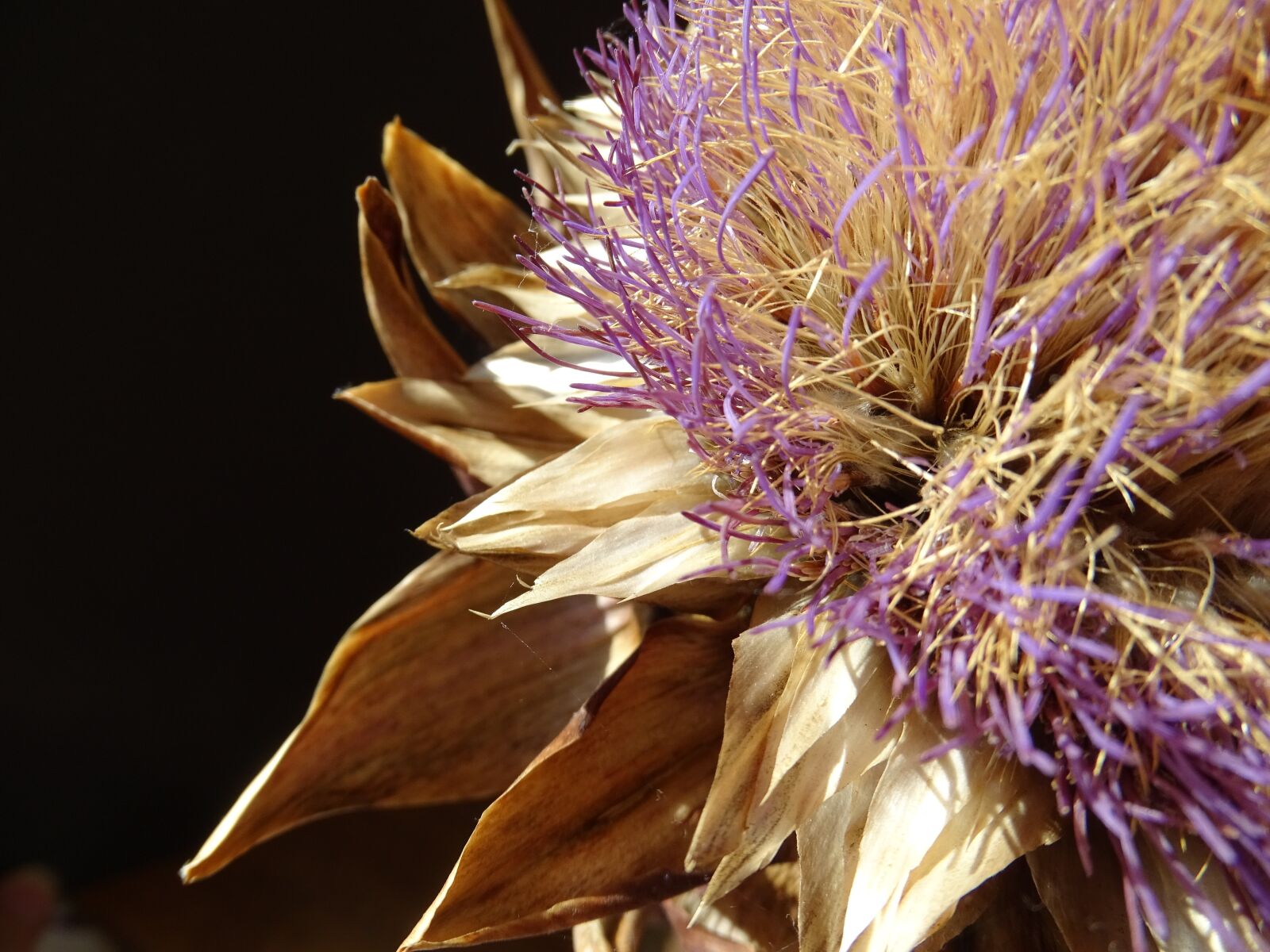 Sony Cyber-shot DSC-HX400V sample photo. Artichoke, blossom, bloom photography