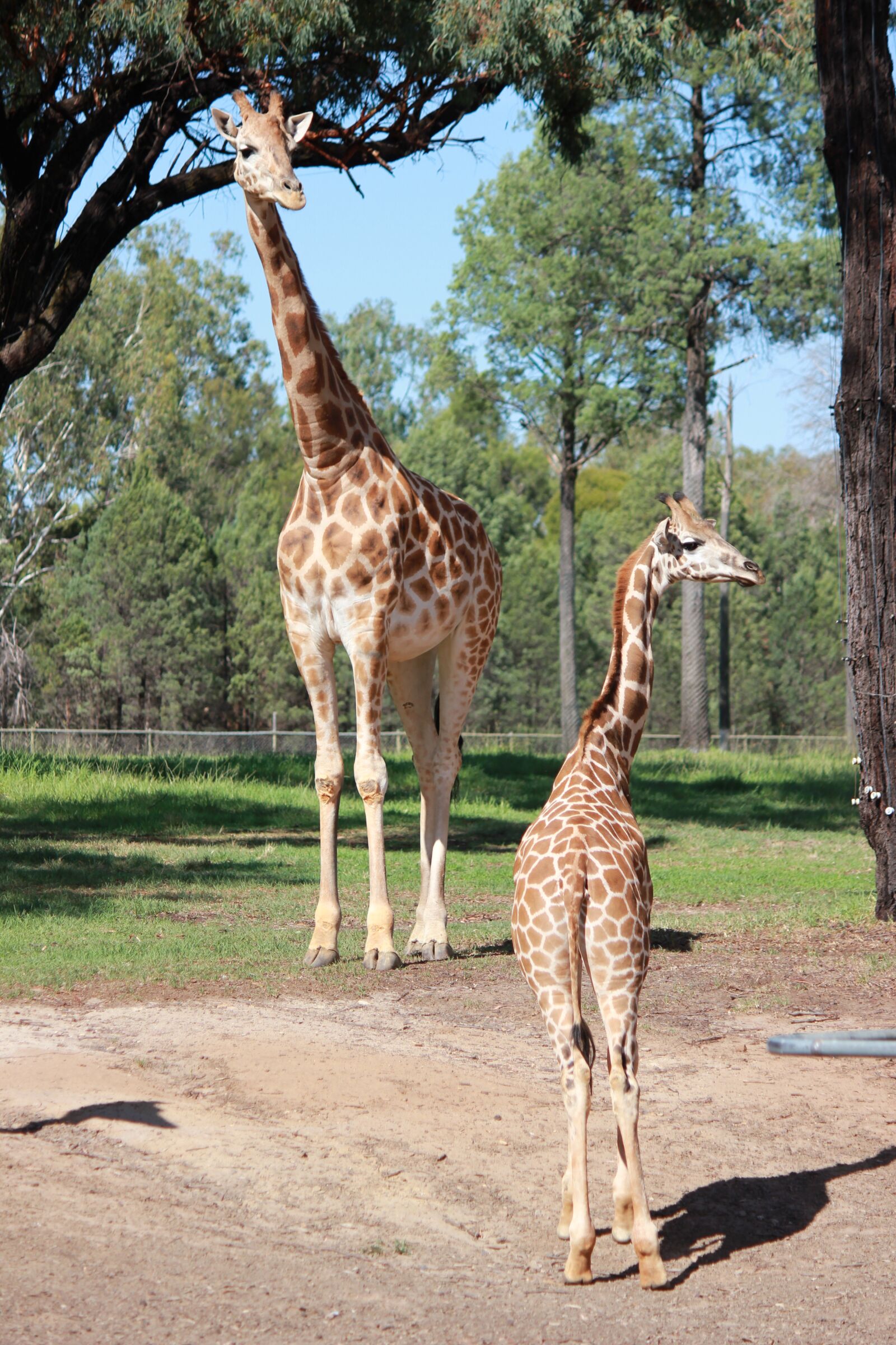 Canon EOS 550D (EOS Rebel T2i / EOS Kiss X4) sample photo. Giraffe, animal family, zoo photography