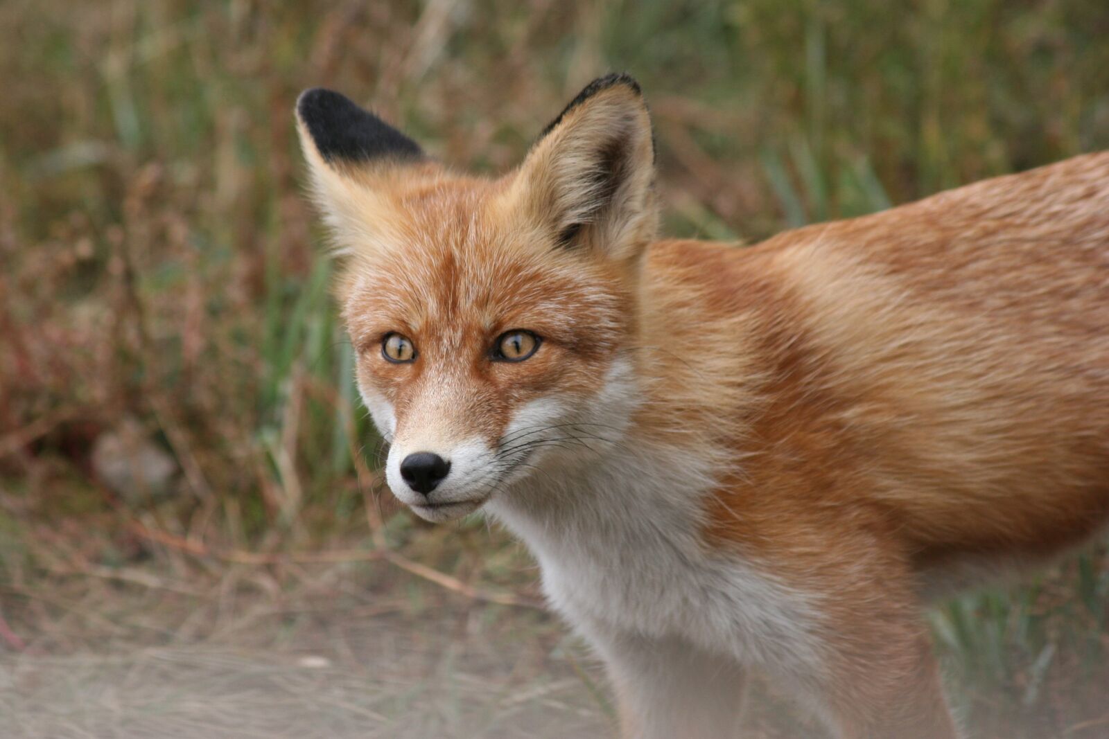 Canon EOS 20D sample photo. Fox, animal, portrait photography